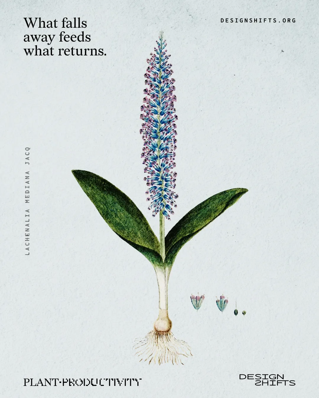 image of a plant with the text What falls away feeds what returns.