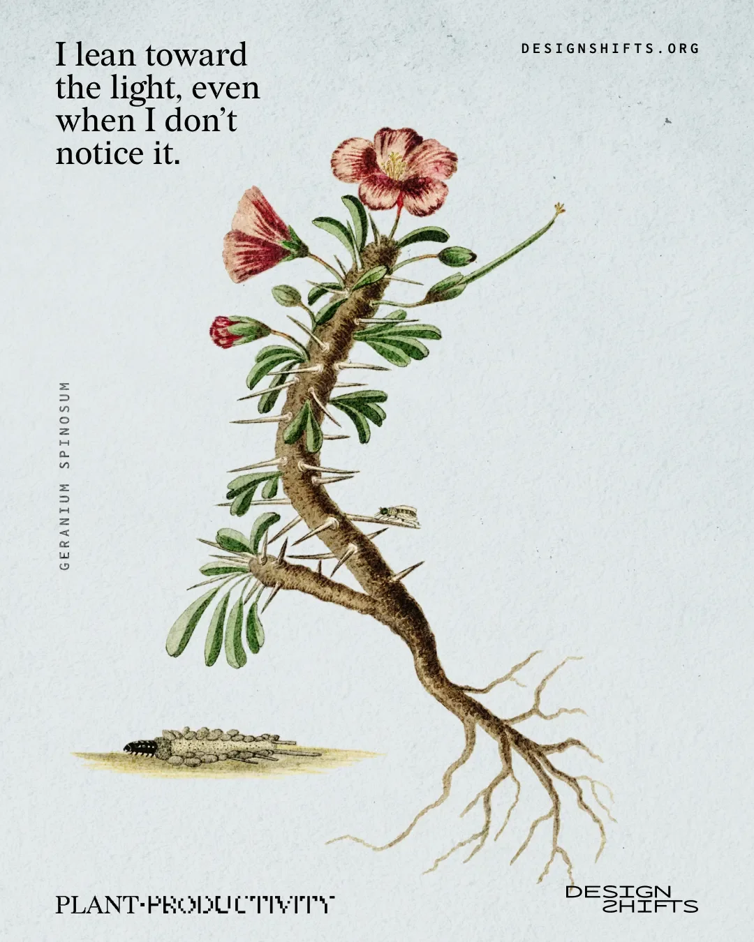 image of a plant with the text I lean toward the light, even when I don’t notice it.