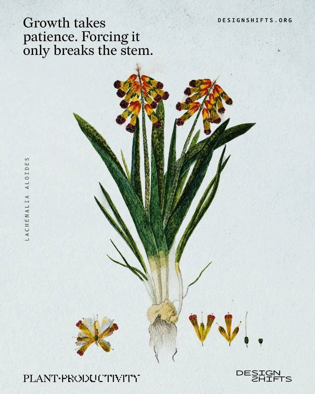 image of a plant with the text Growth takes patience. Forcing it only breaks the stem.