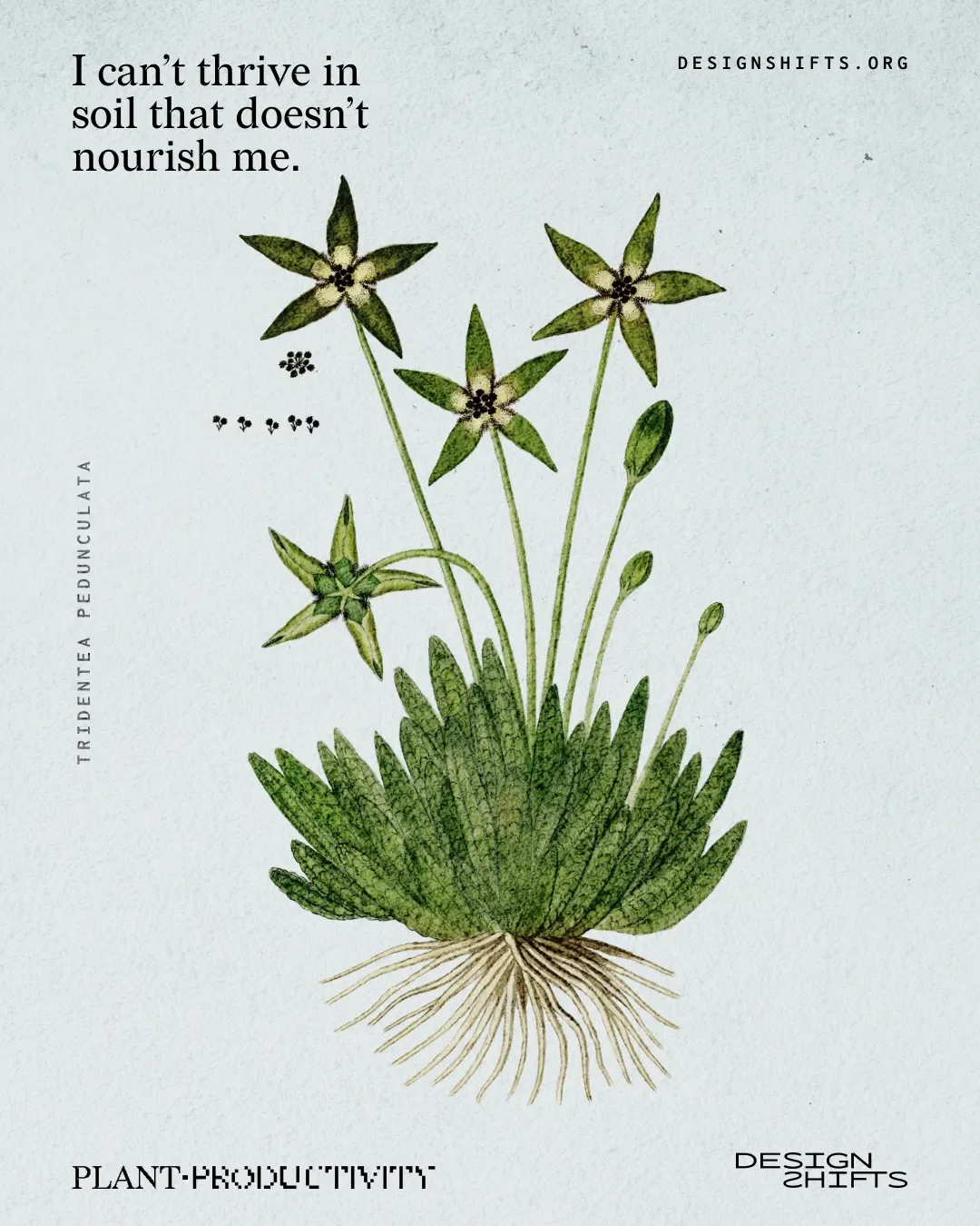 image of a plant with text I can’t thrive in soil that doesn’t nourish me.