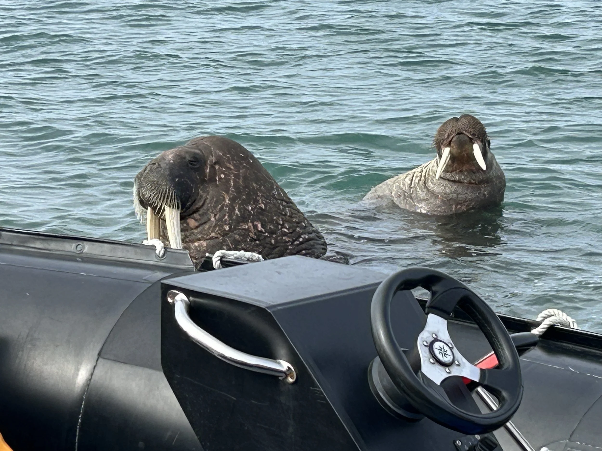 Epic Memories of Svalbard: An Arctic Expedition Cruise That Will Change Your Perspective Forever