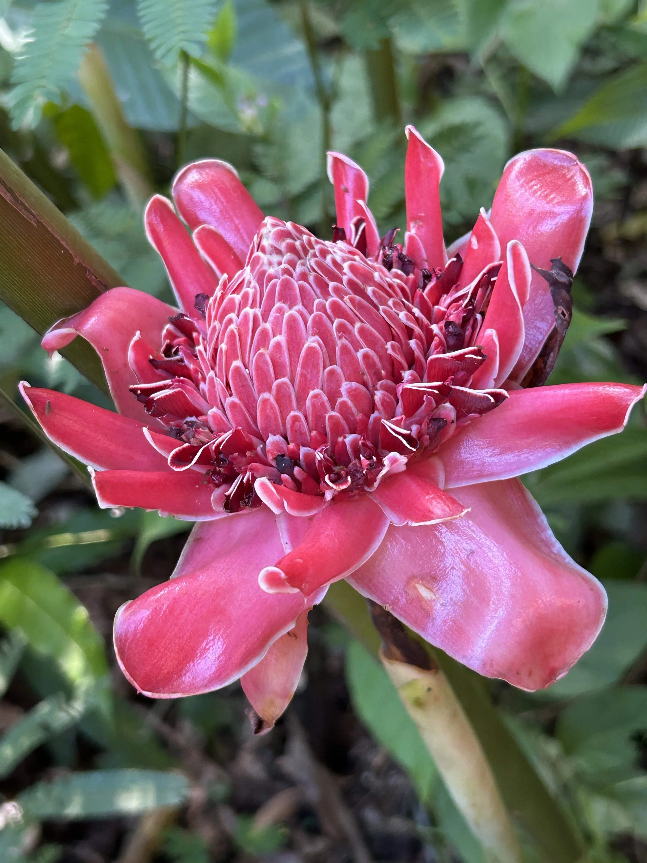 dramatic flowers peru jungle.JPG