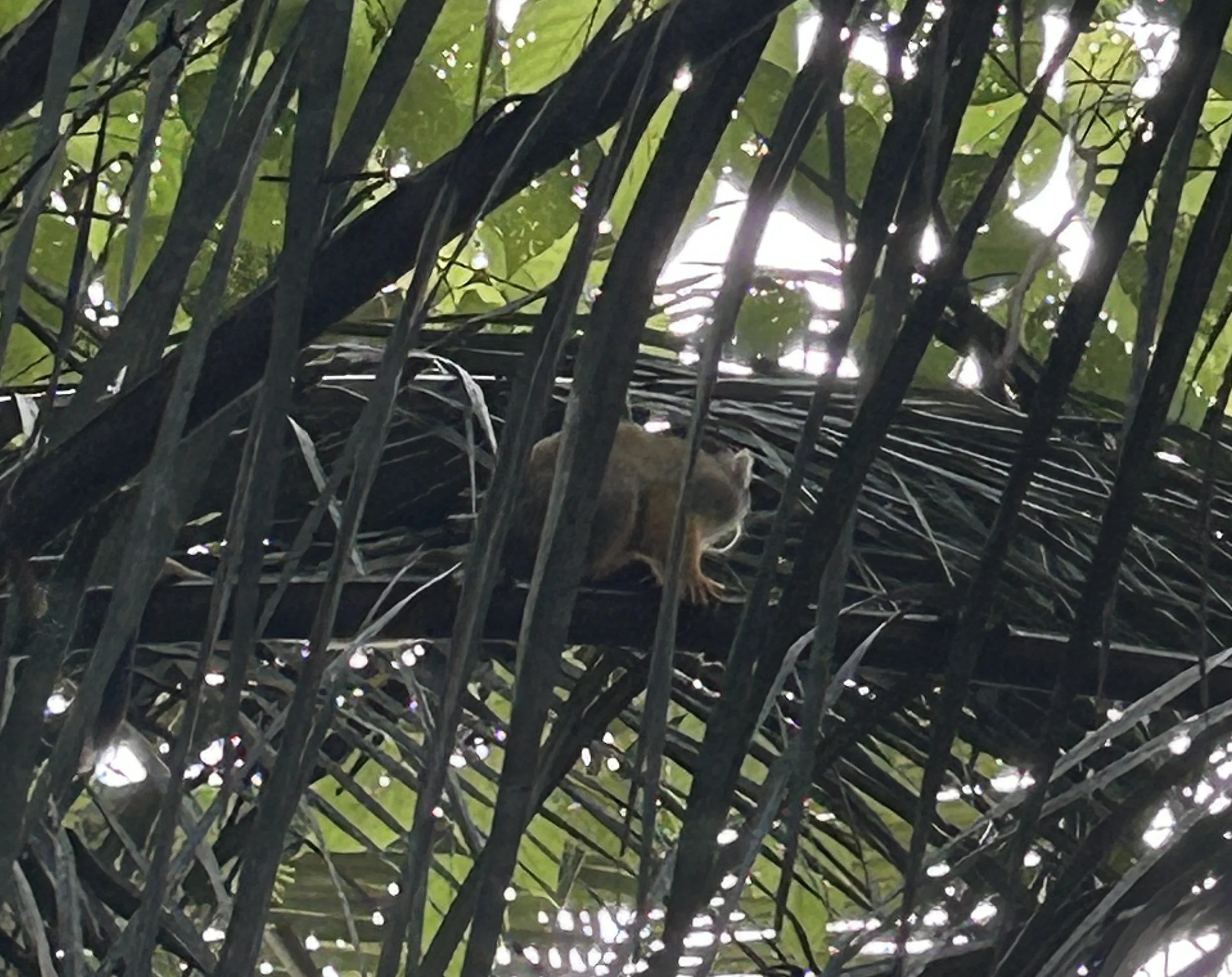 spider monkeys peru jungle.JPG