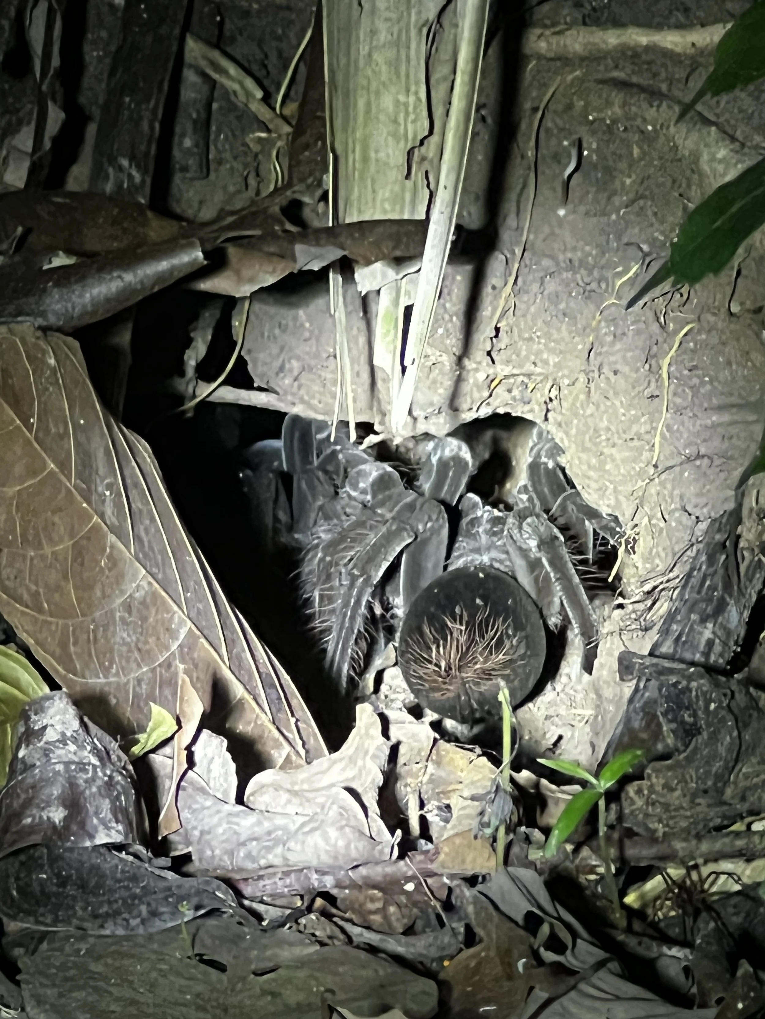 peru jungle tarantula spider nest.jpg