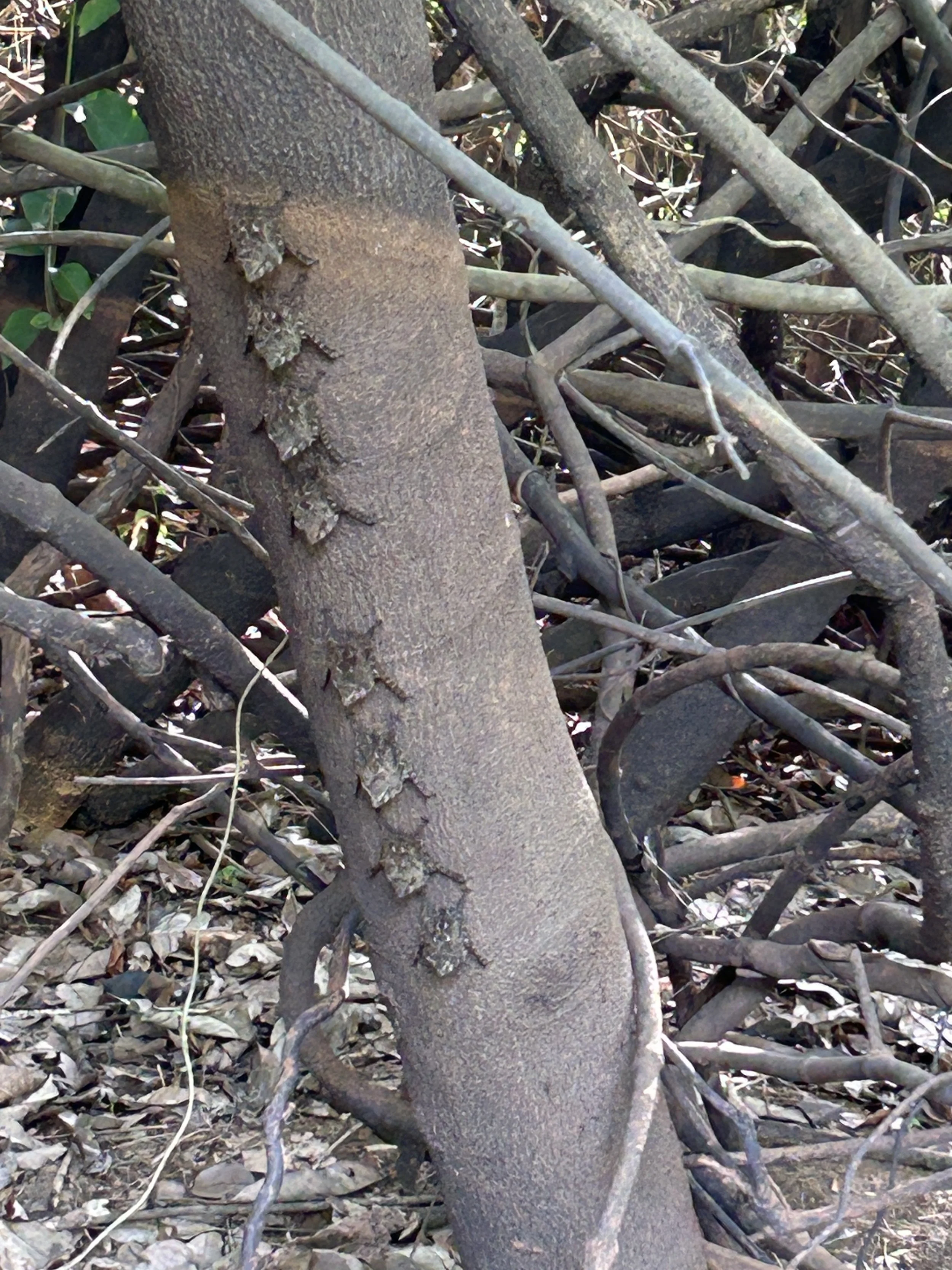 row of bats on a tree peru jungle.JPG