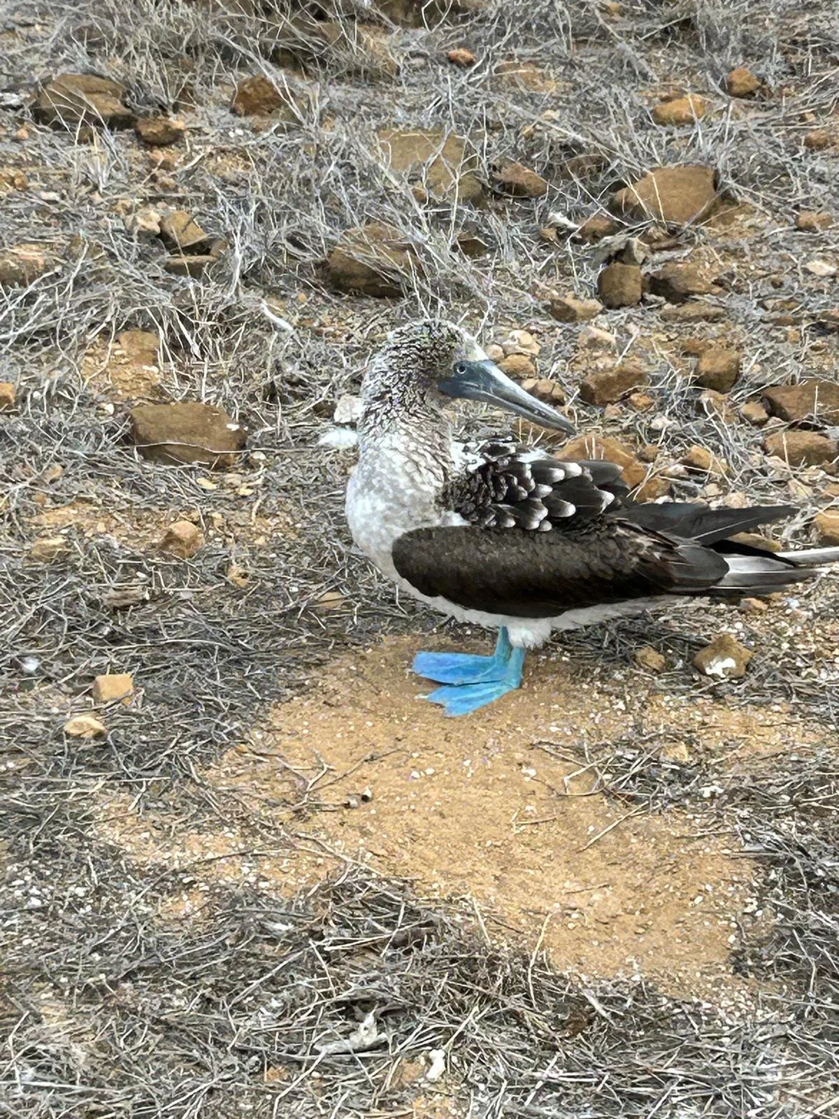 blue footed booby galapagos hx expeditions.jpg
