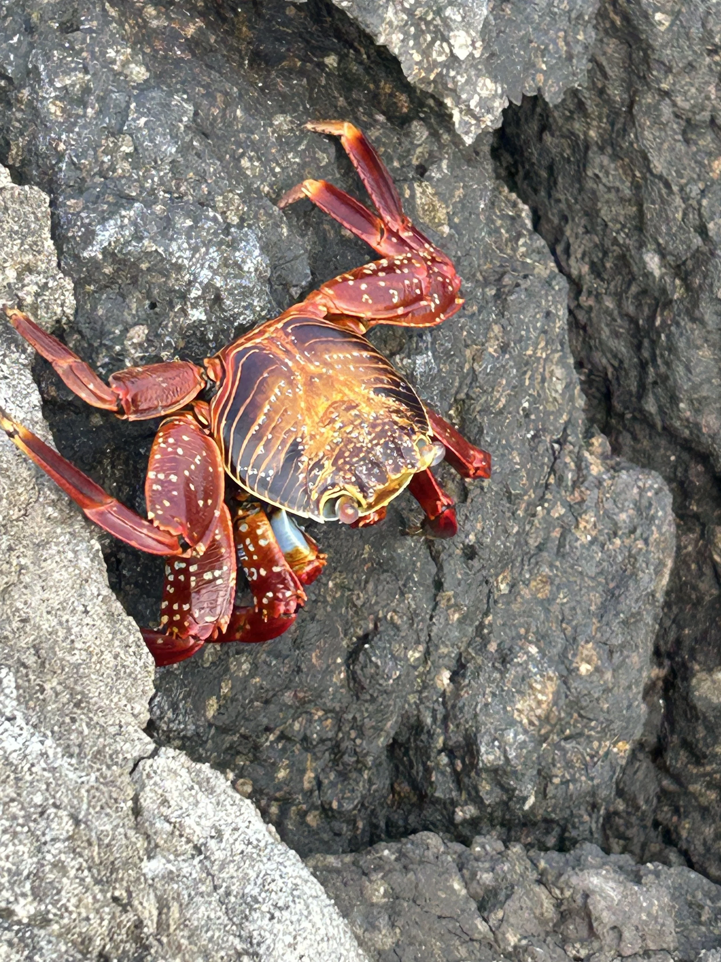 sally lightfoot crab hx expedition cruise galapagos.JPG