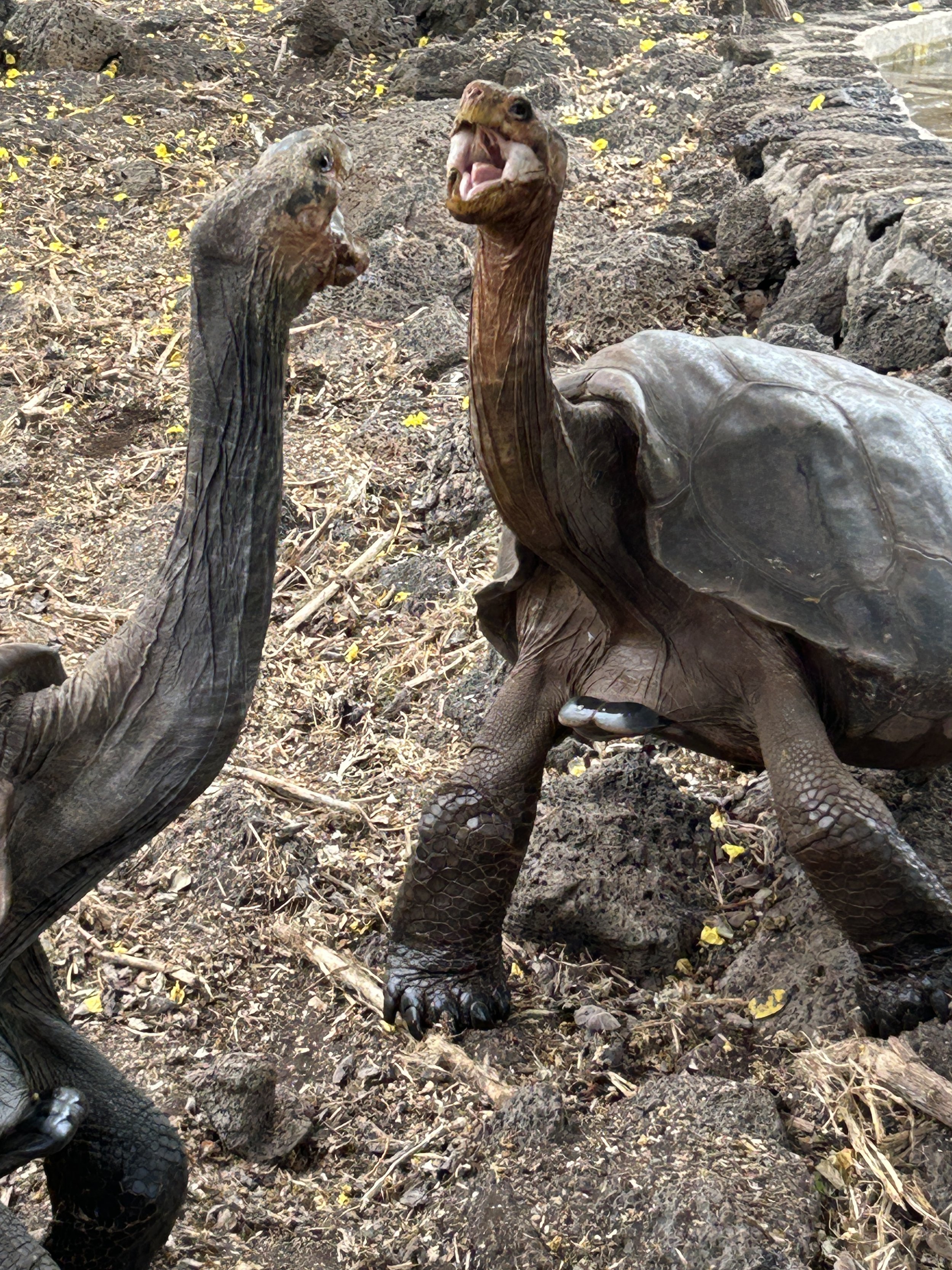 fighting galapagos giant tortoises hx expeditions.JPG