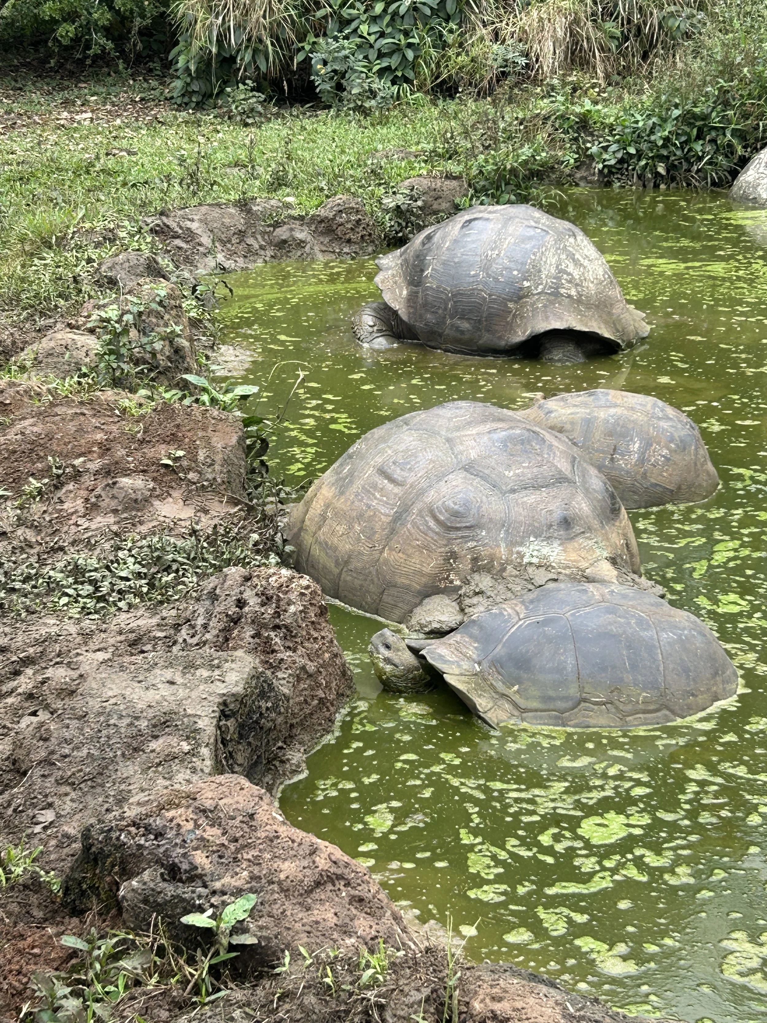giant galapagos tortoise mud bath expedition.JPG