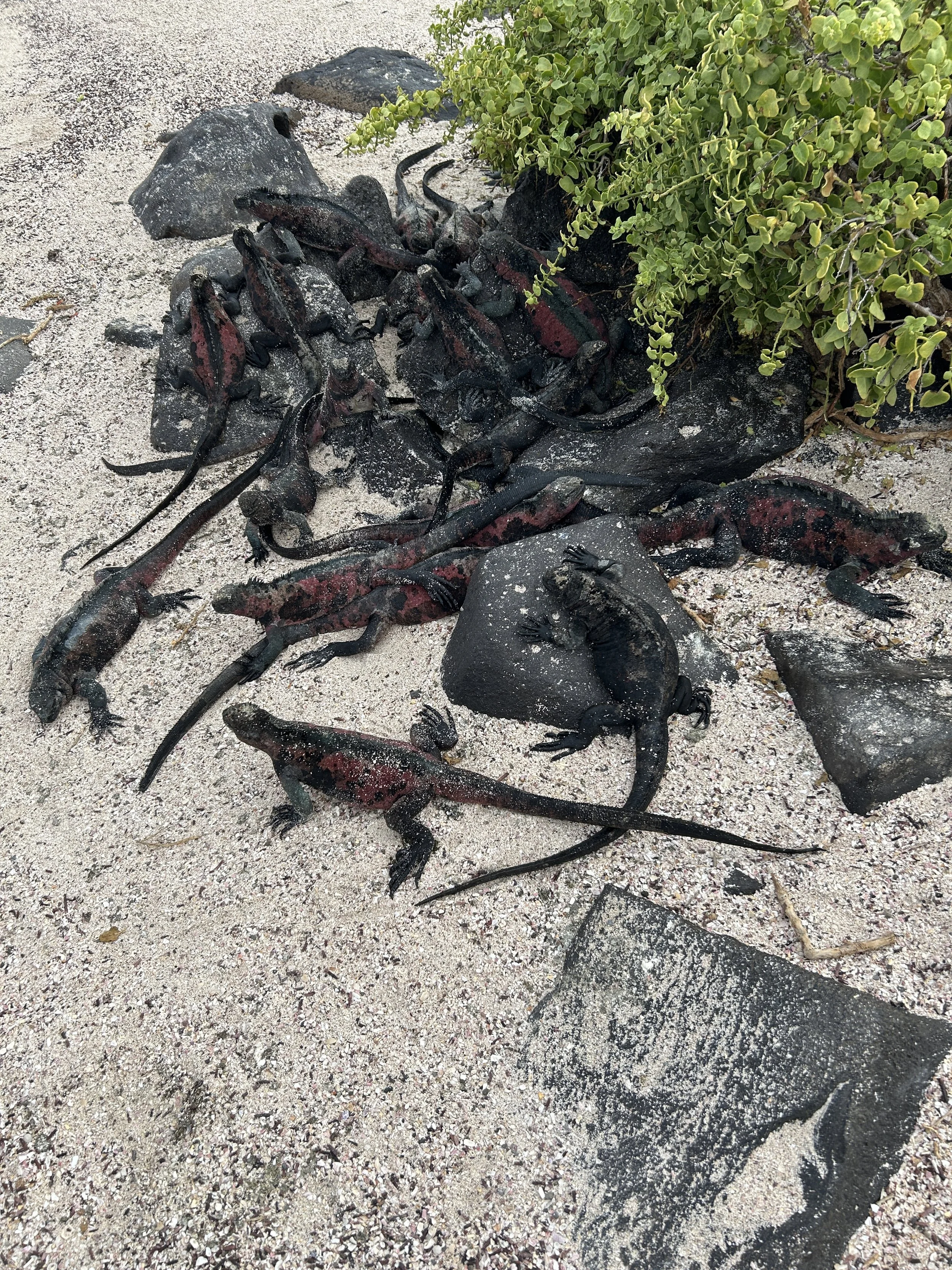 large group marine iguanas galapagos expedition.JPG