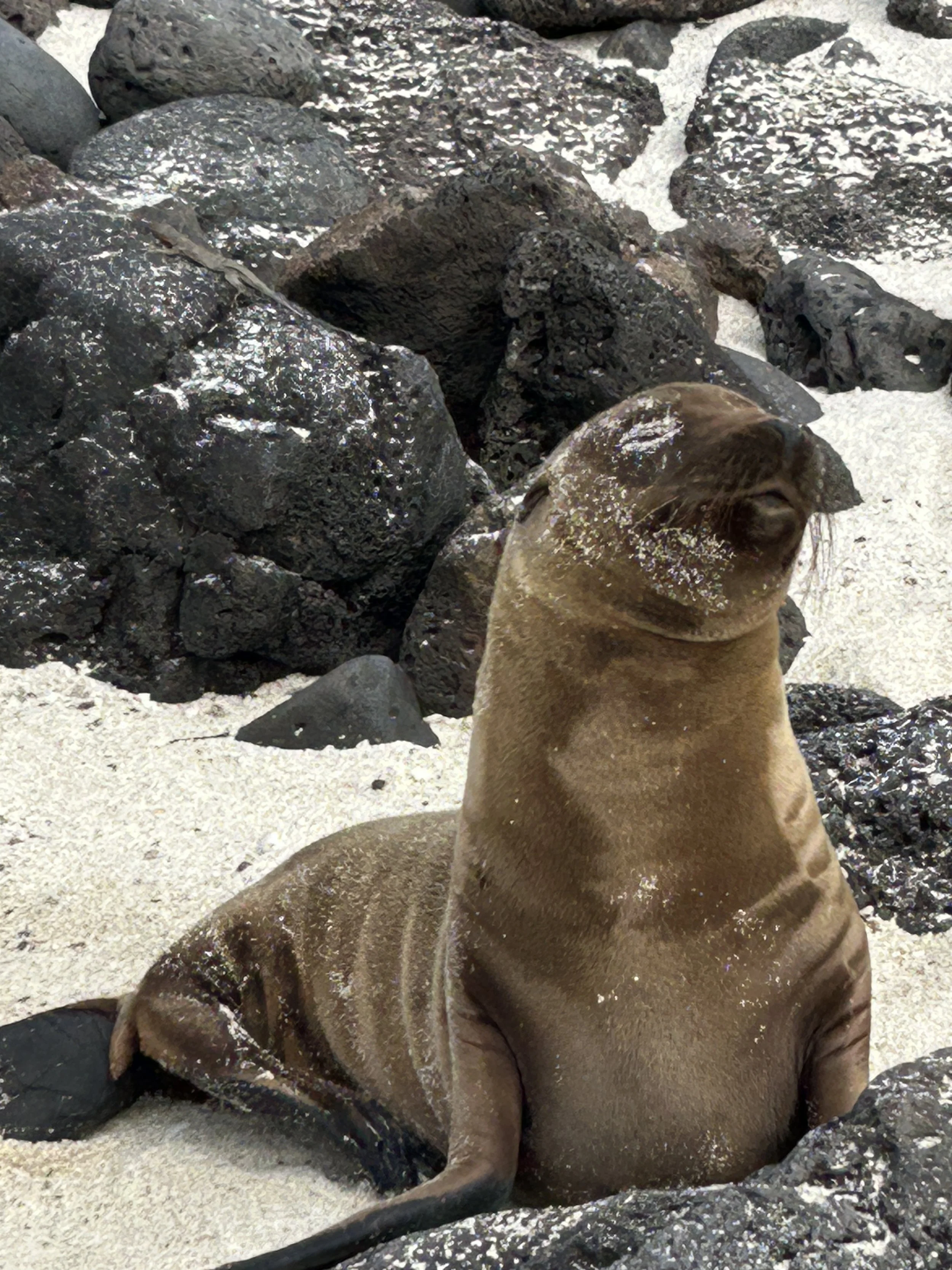 cute baby sea lion galapagos expedition cruise.JPG