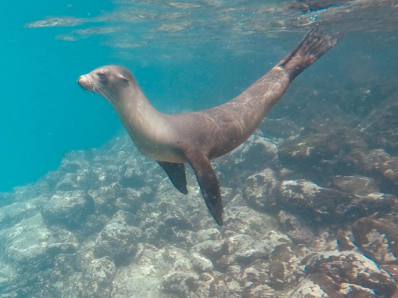 snorkel with sea lions galapagos HX expedition cruise.jpg