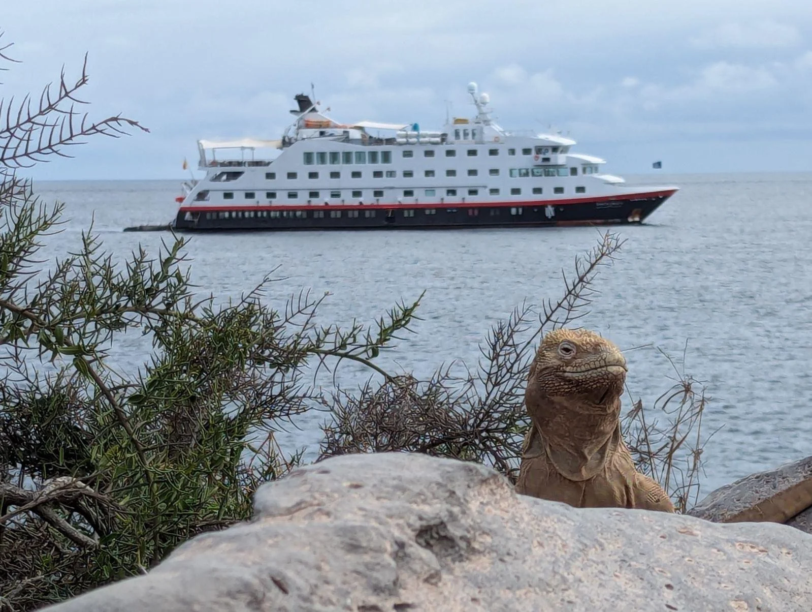 Exploring the Galápagos by Expedition Cruise: An Experience of a Lifetime