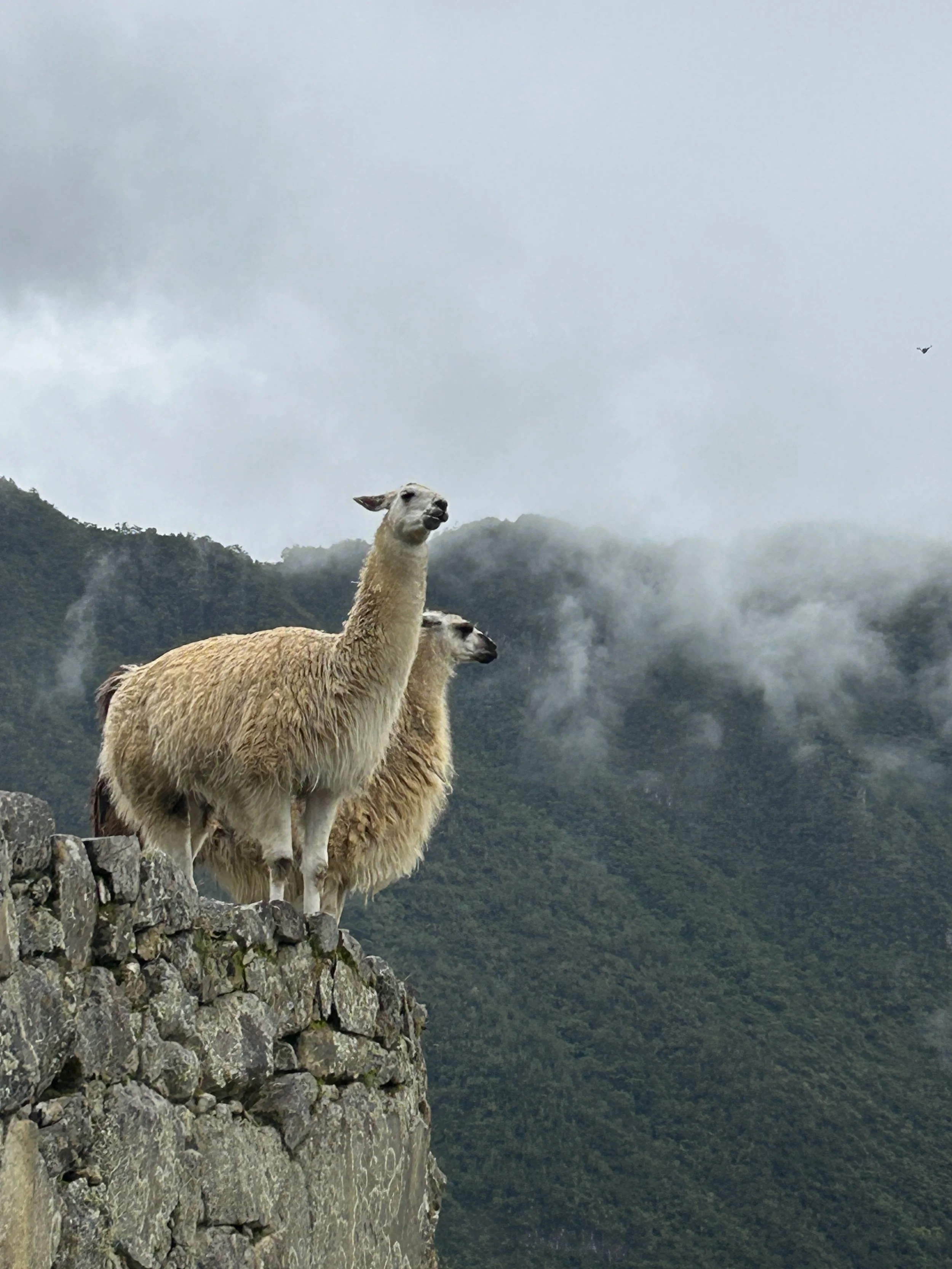 machu picchu peru inca llamas.JPG