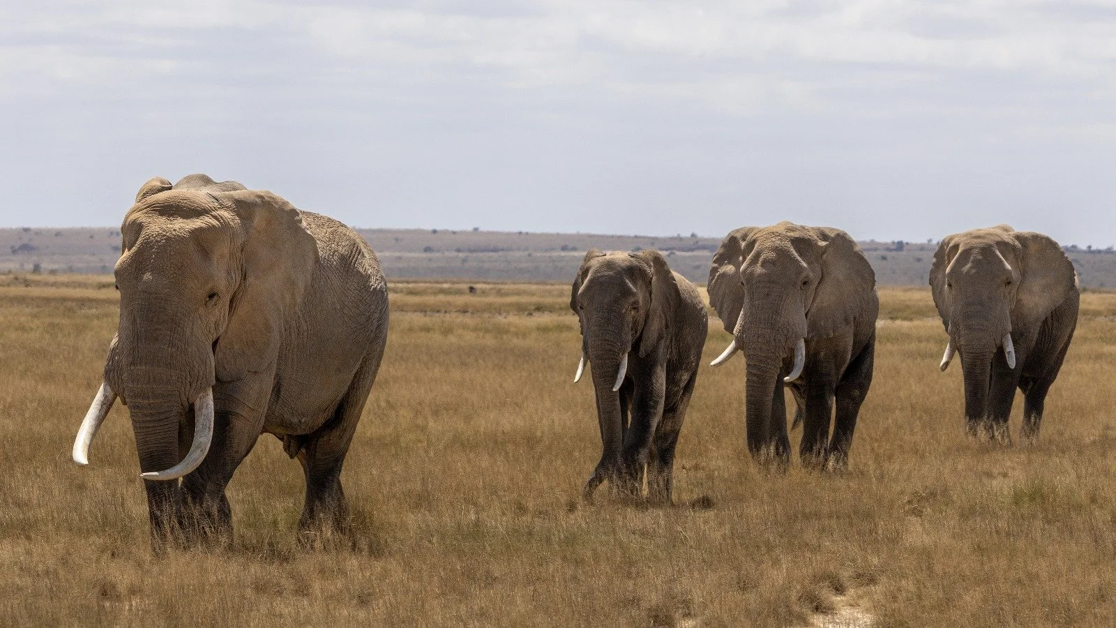herd of elephants in amboseli kenya