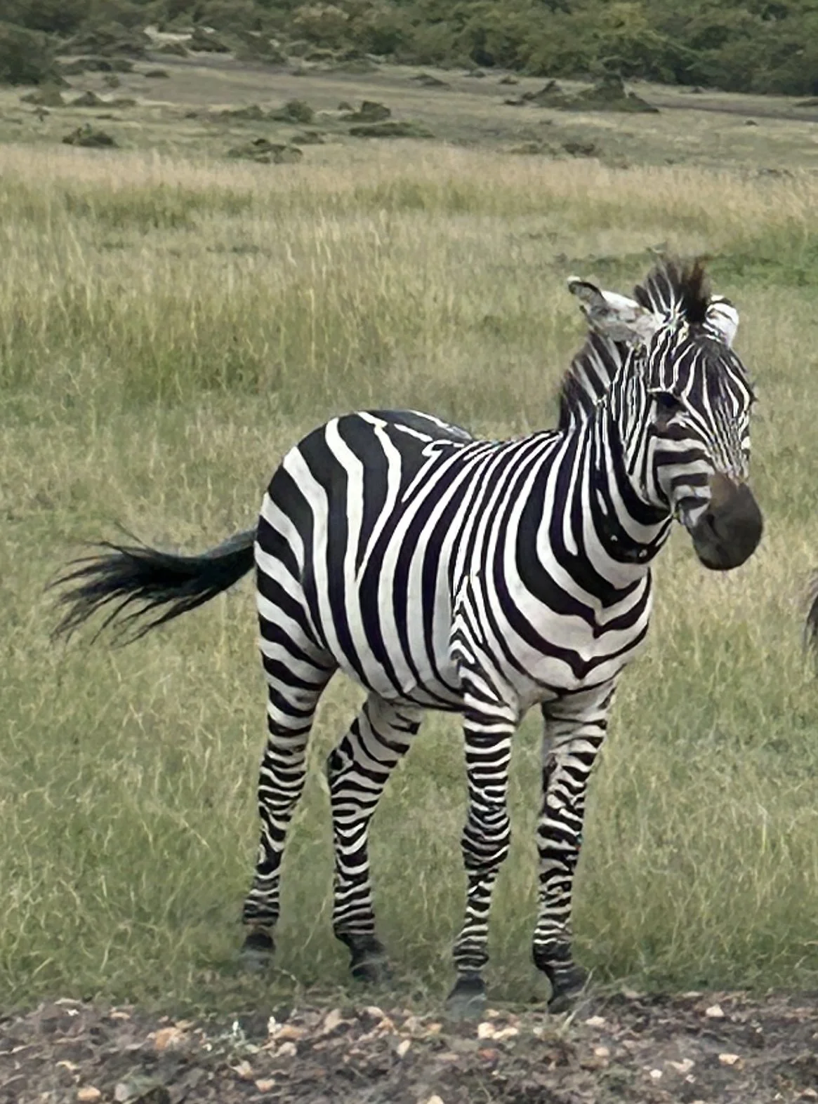 zebra in masai mara kenya