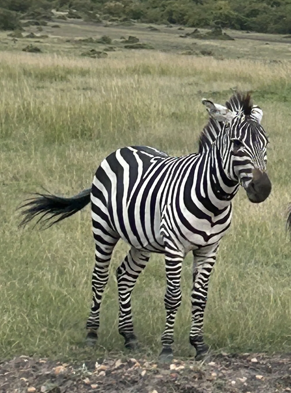 zebra in masai mara kenya