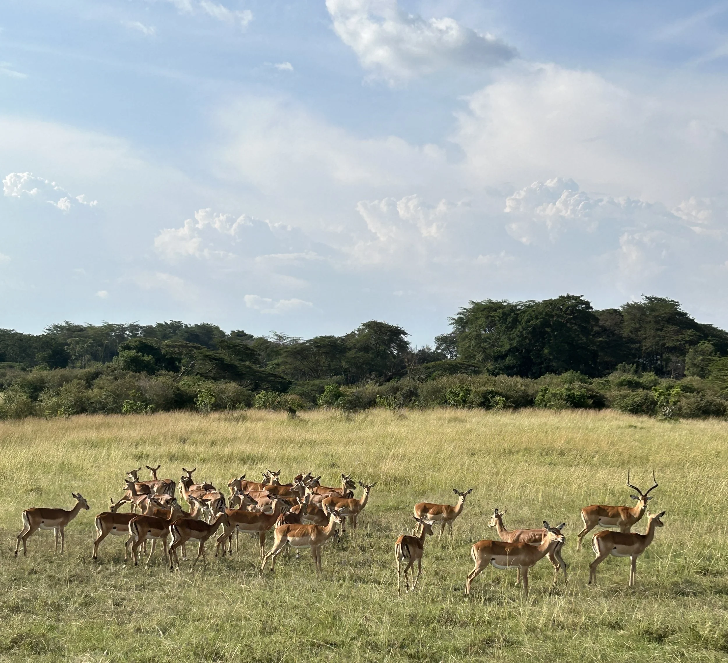 herd of thomson gazelle masai mara kenya
