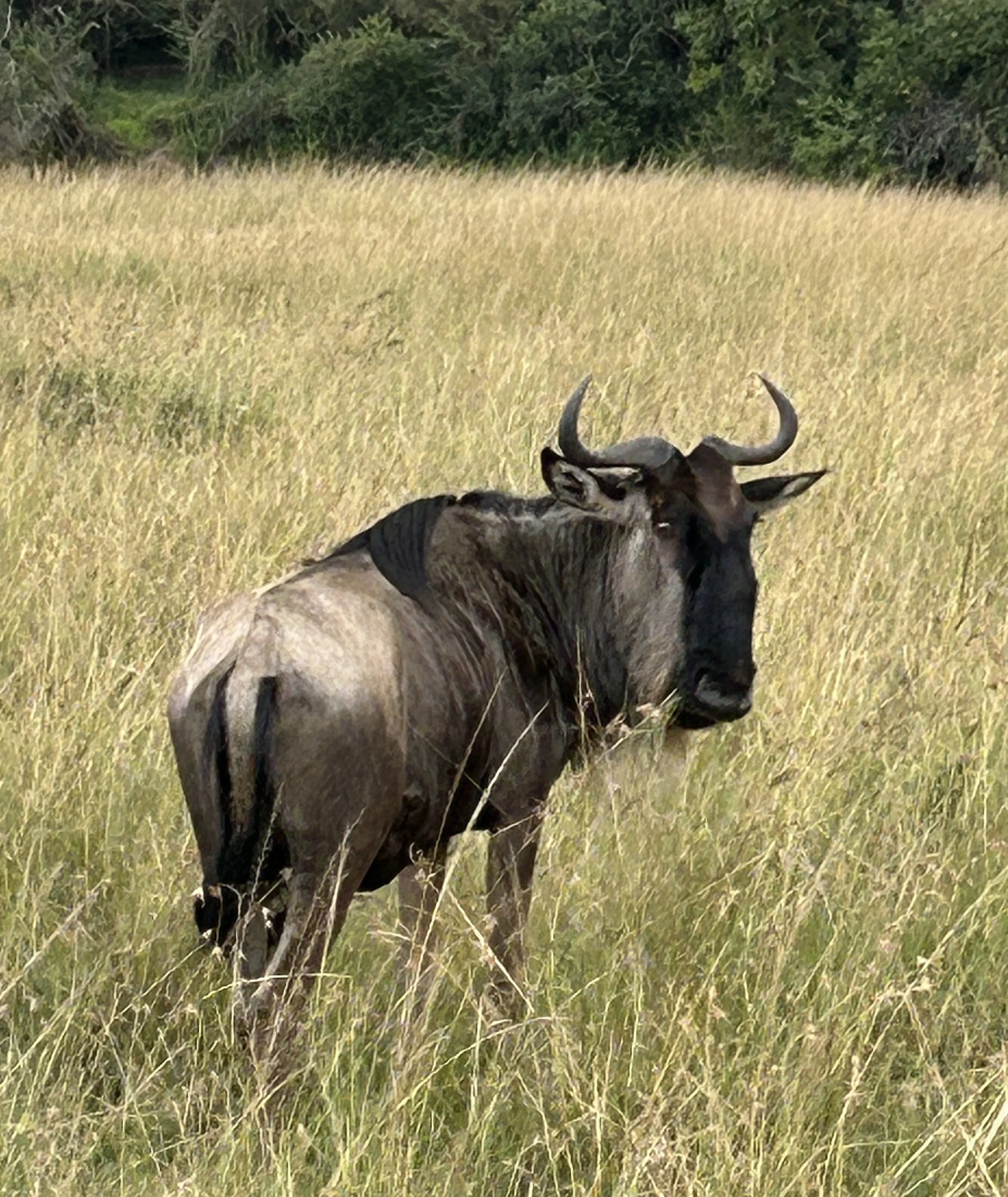 wildebeest masai mara kenya