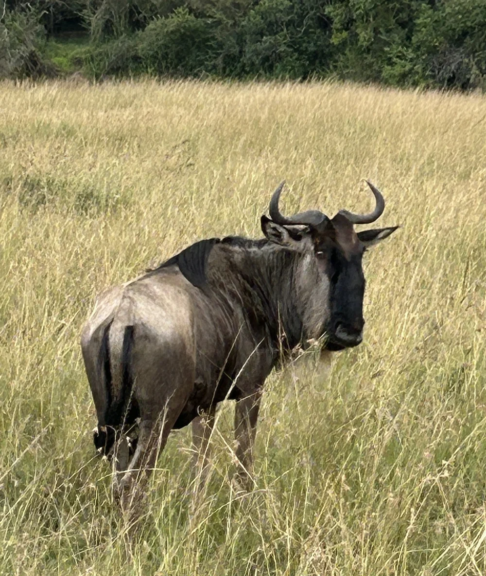 wildebeest masai mara kenya