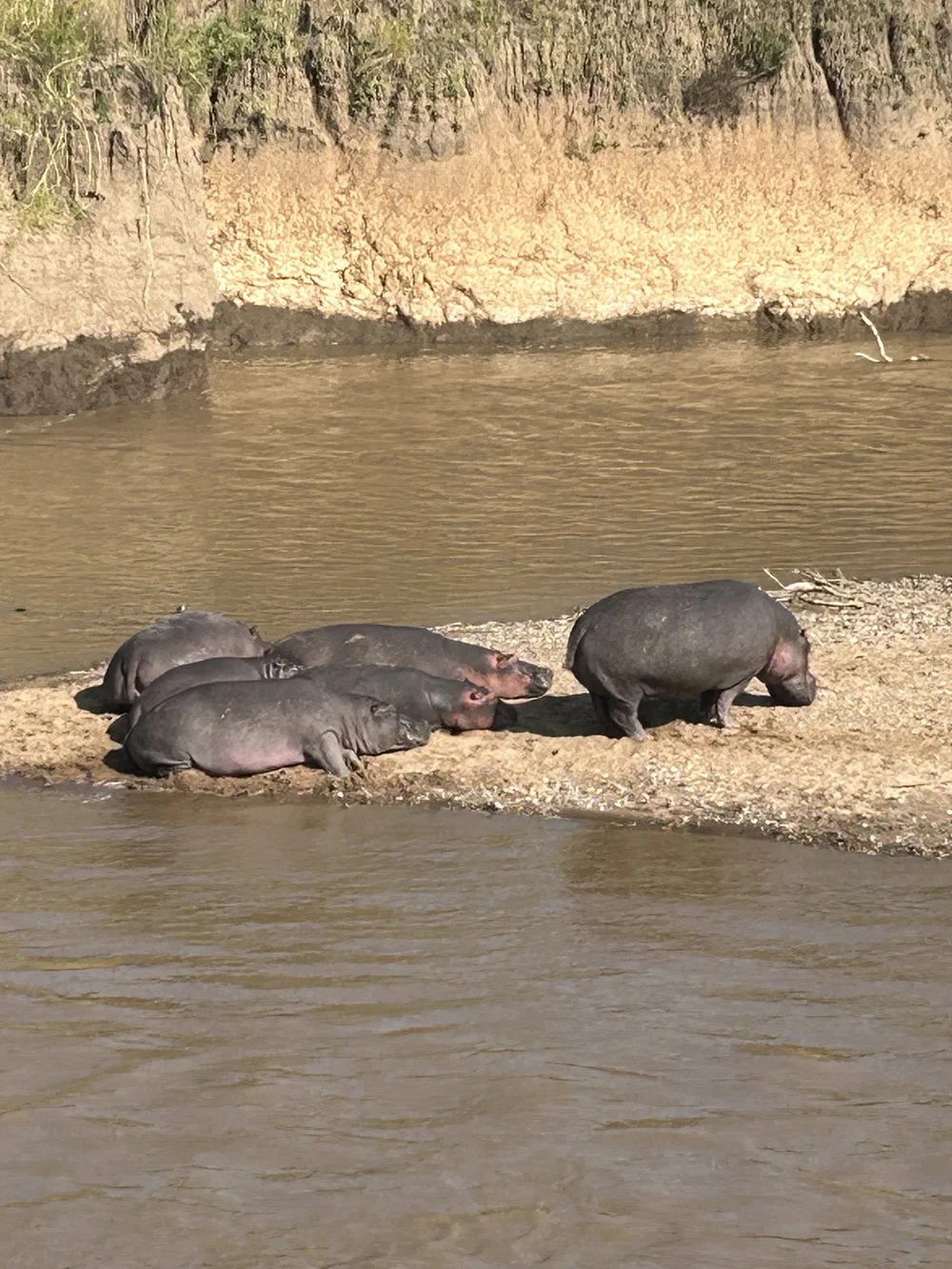 hippos masai mara kenya