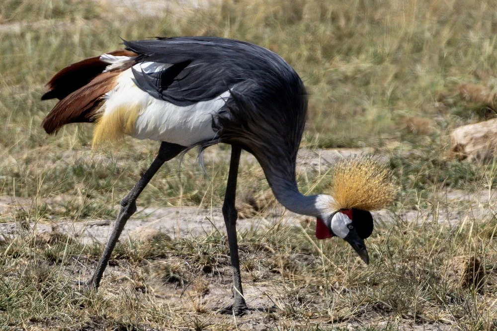 grey crowned crane amboseli kenya national bird of uganda