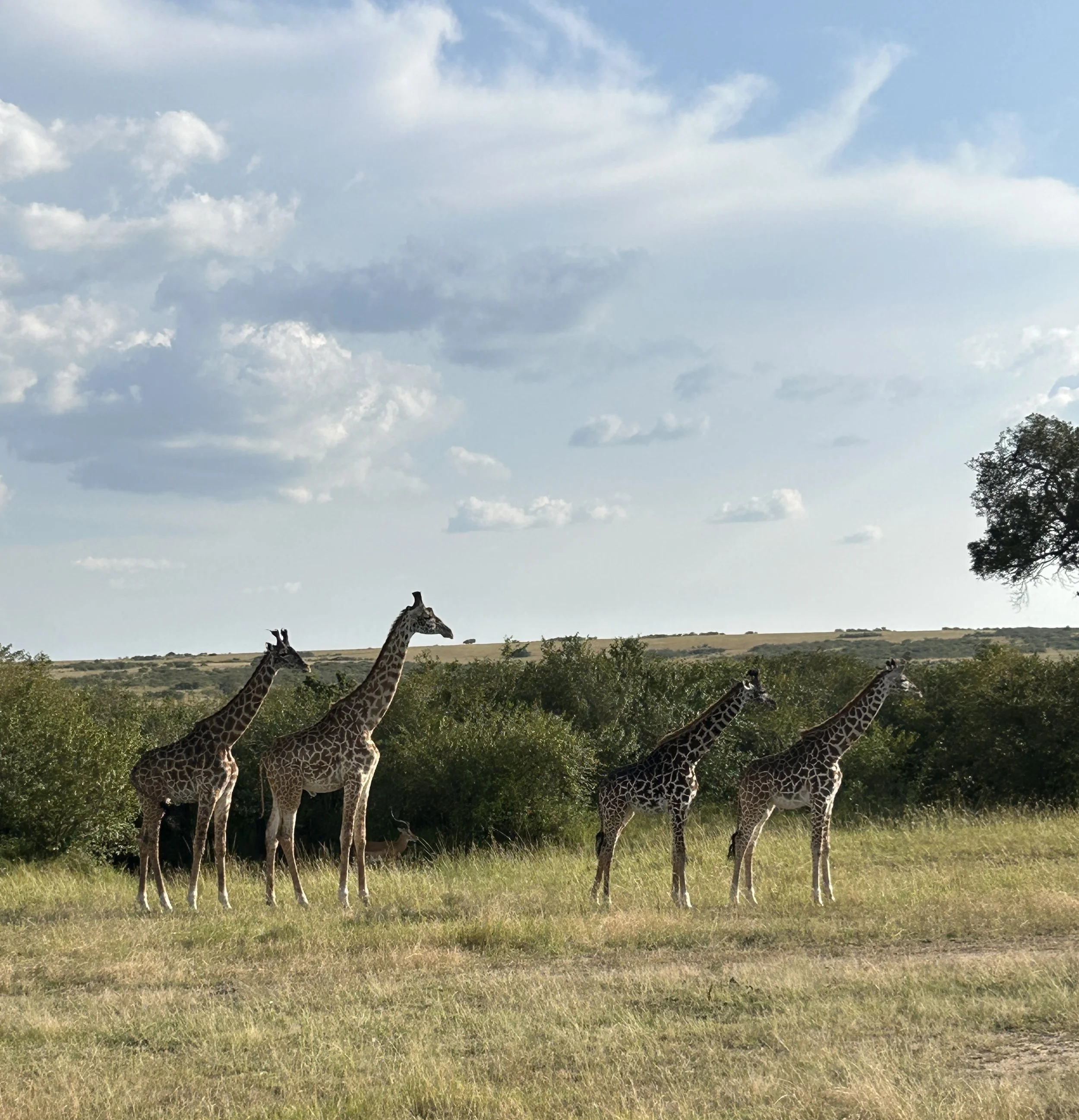 journey of giraffes kenya masai mara