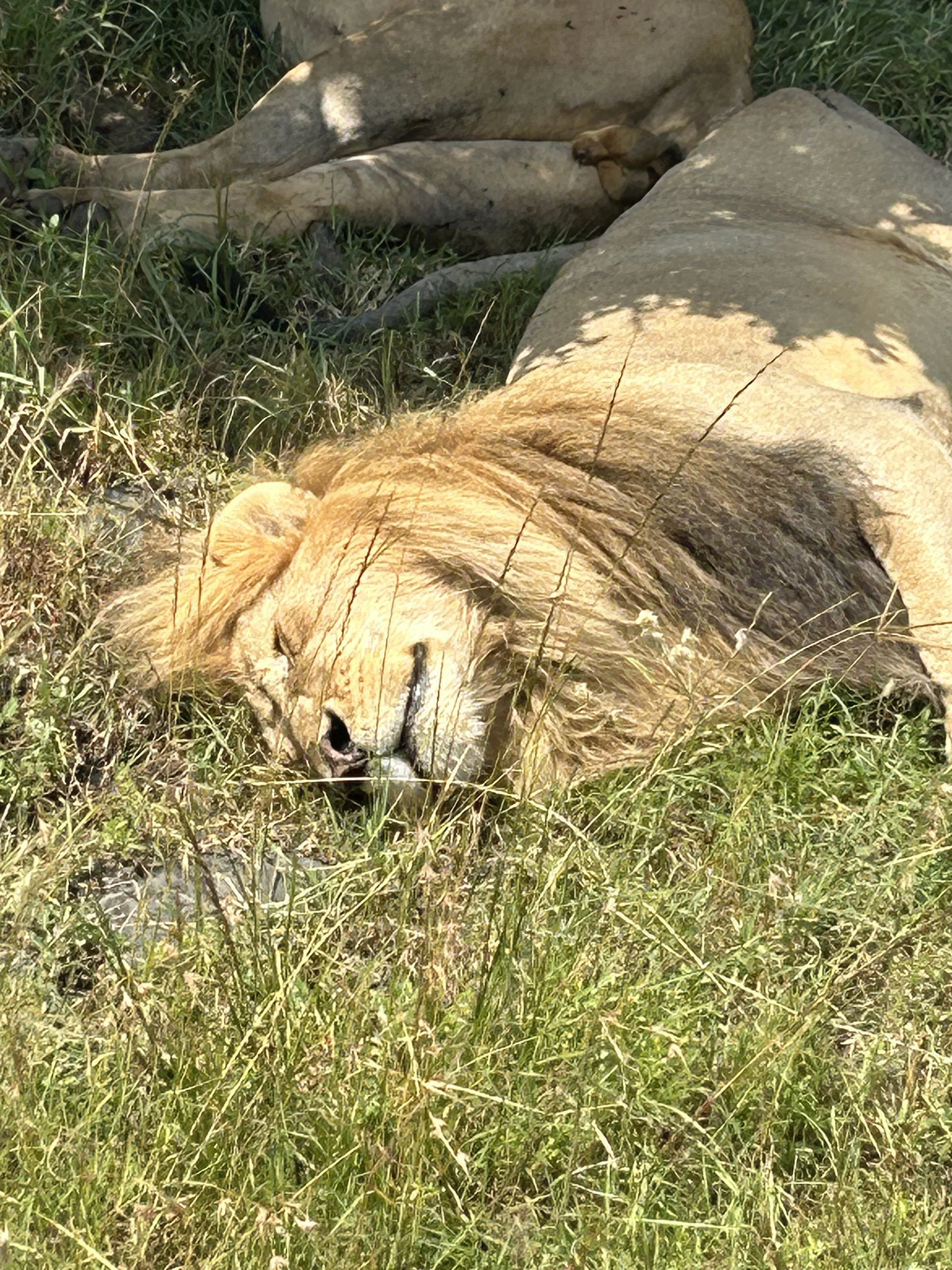 male lion masa mara kenya