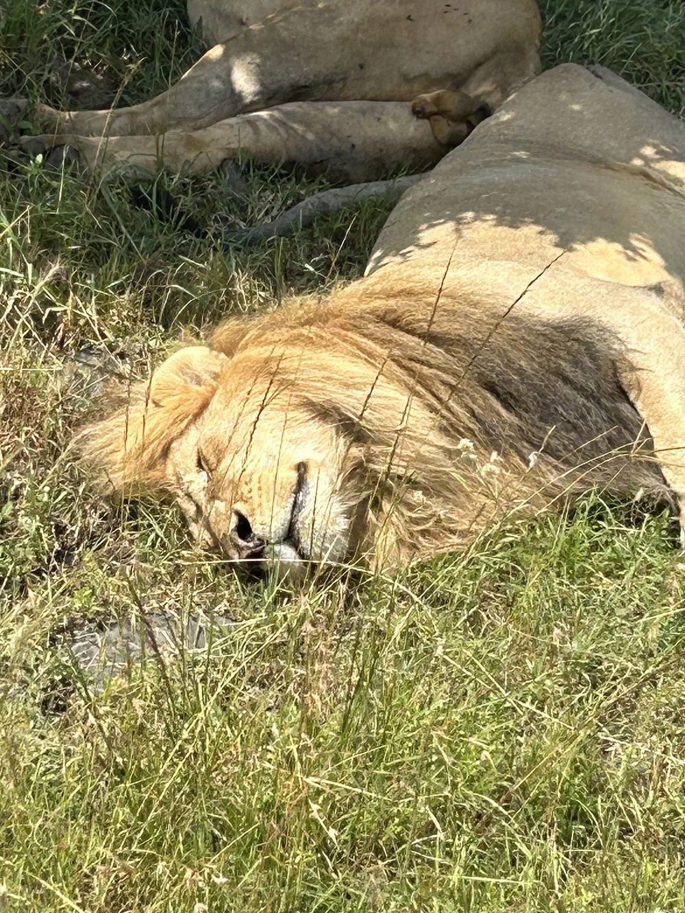 male lion masa mara kenya