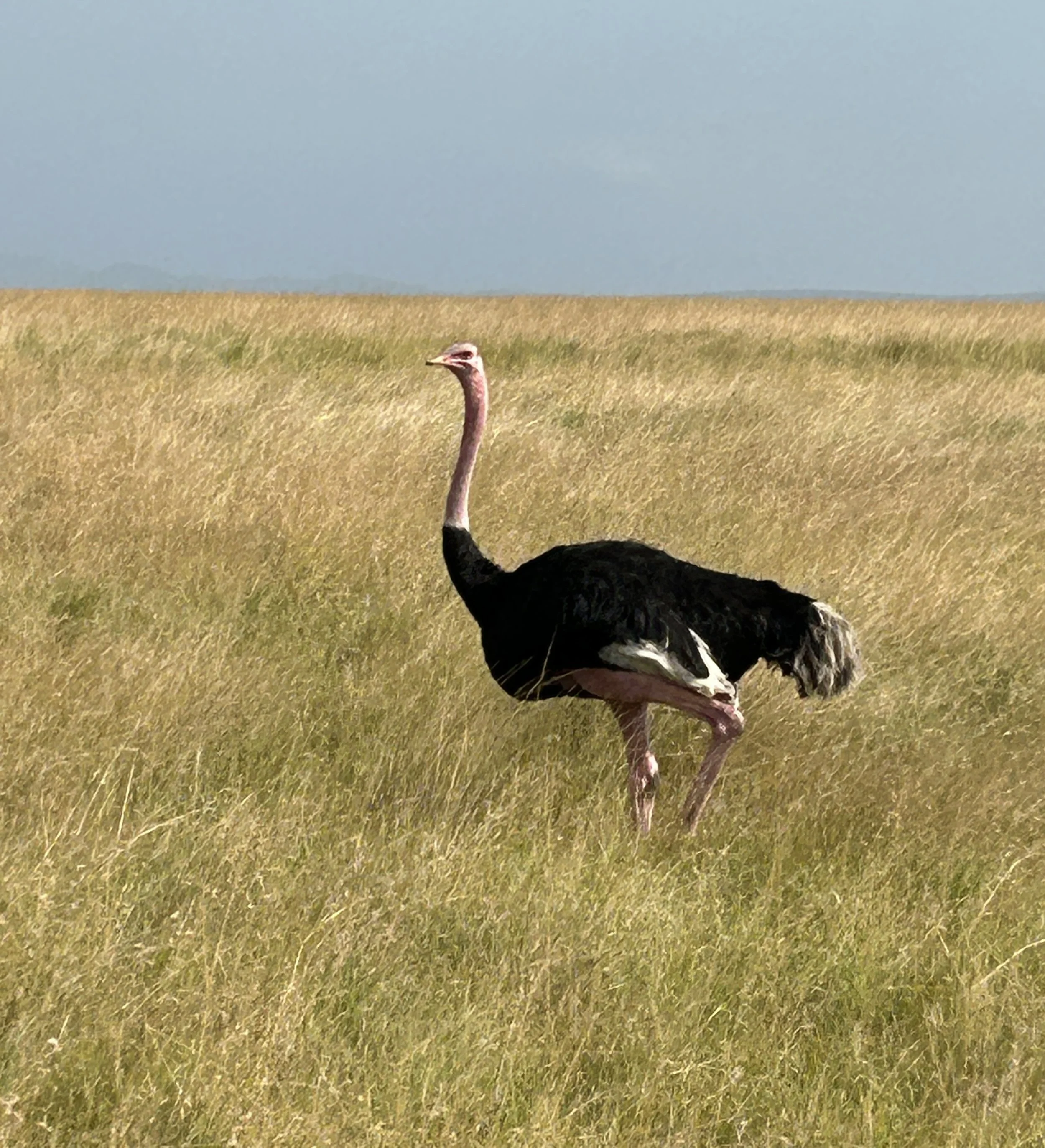 male ostrich amboseli kenya