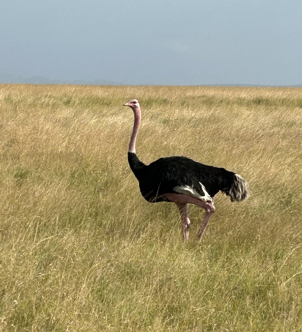 male ostrich amboseli kenya