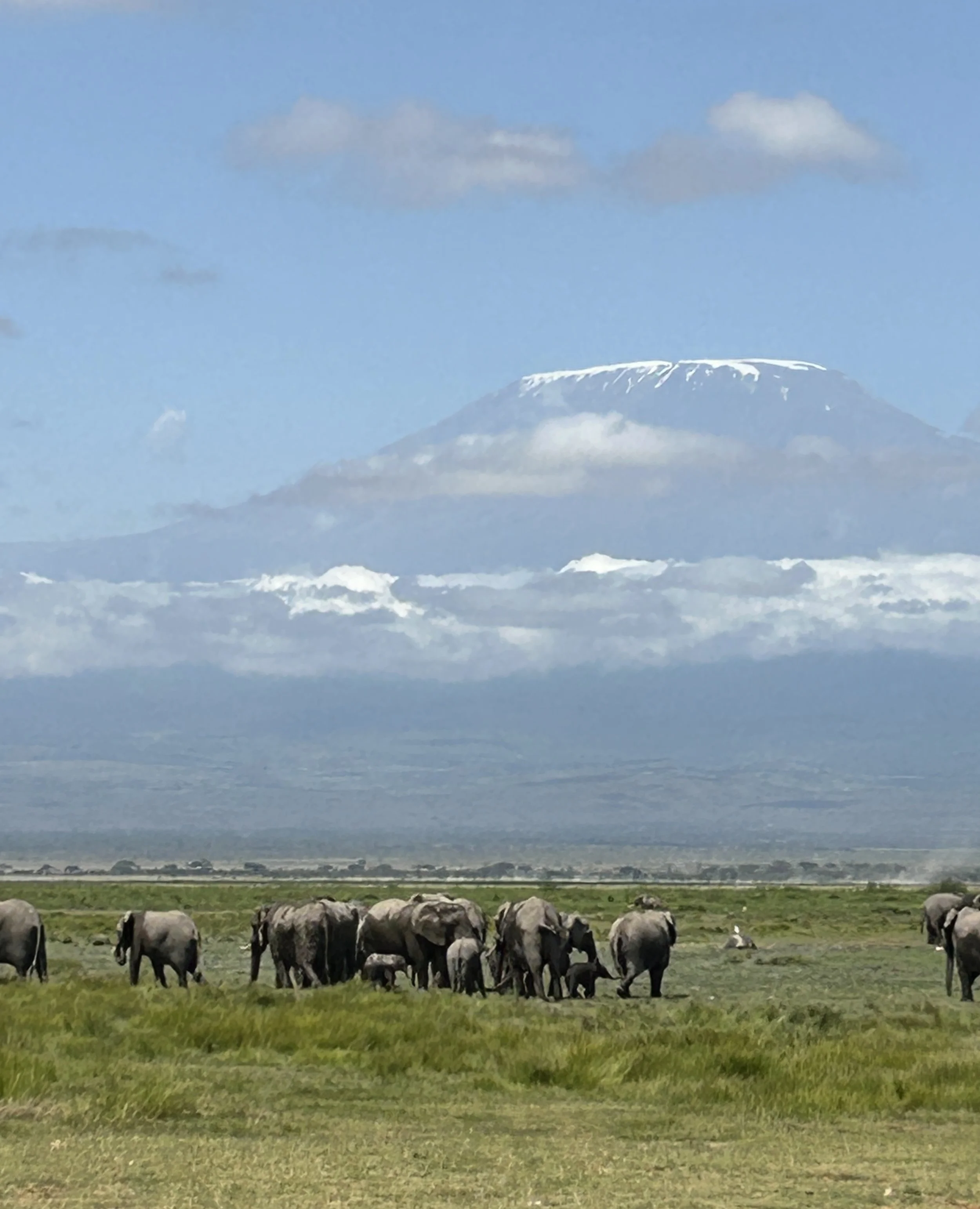 kilimanjaro elephant herd.JPG