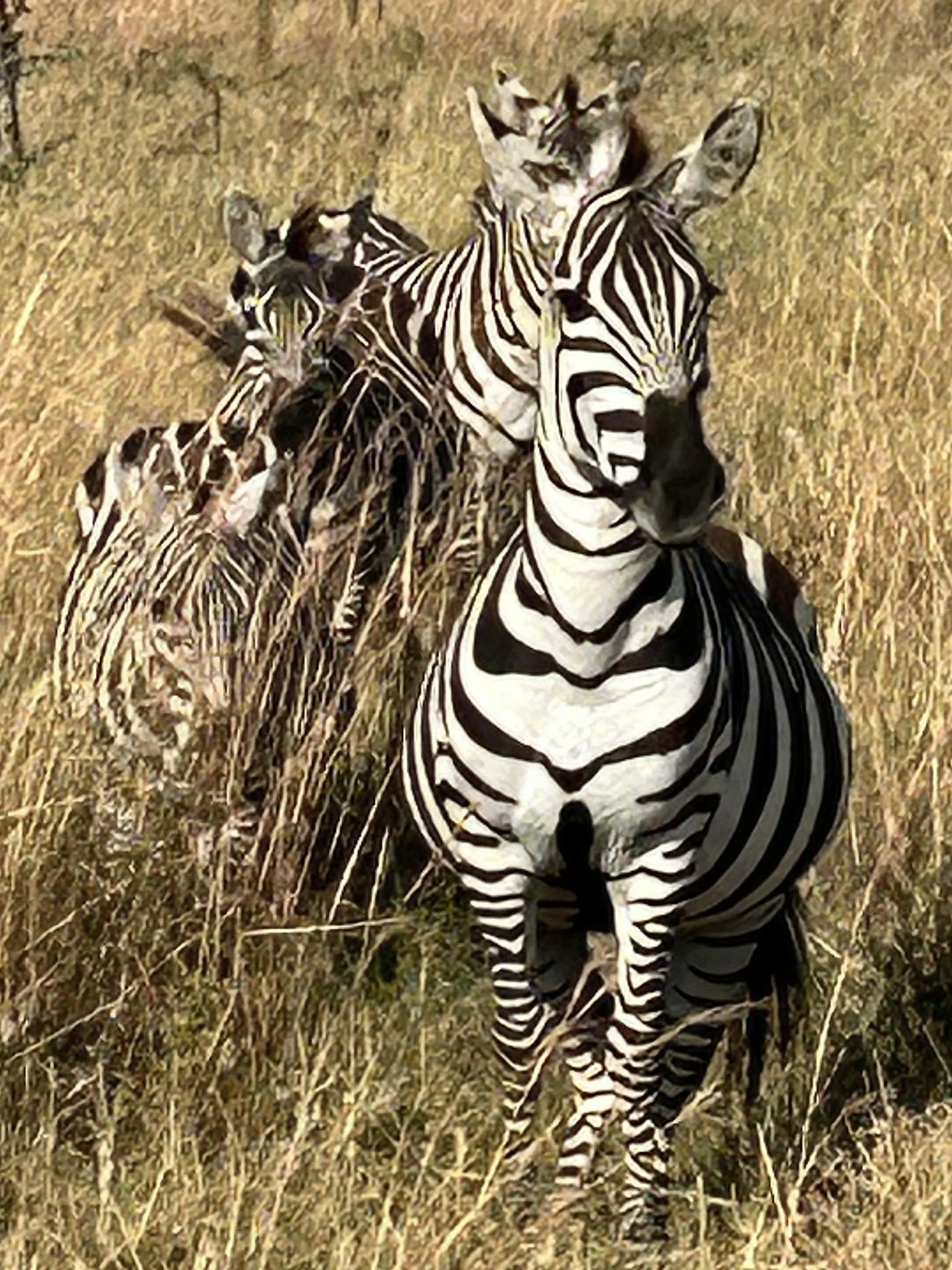 zebra camouflage tanzania serengeti.JPEG
