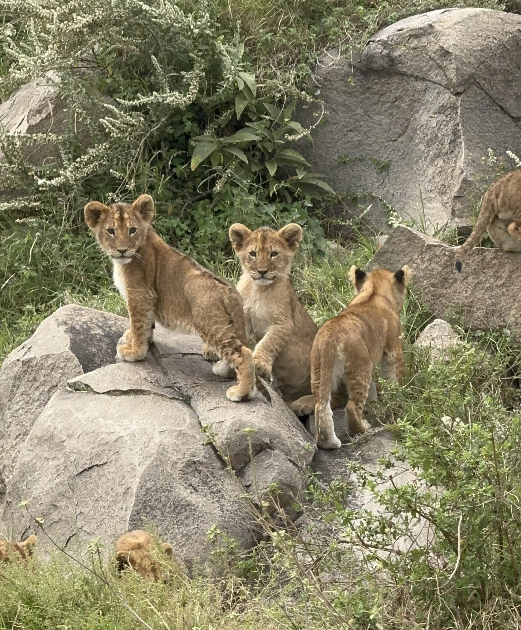 curious lion cubs group serengeti tanzania africa safari.JPEG