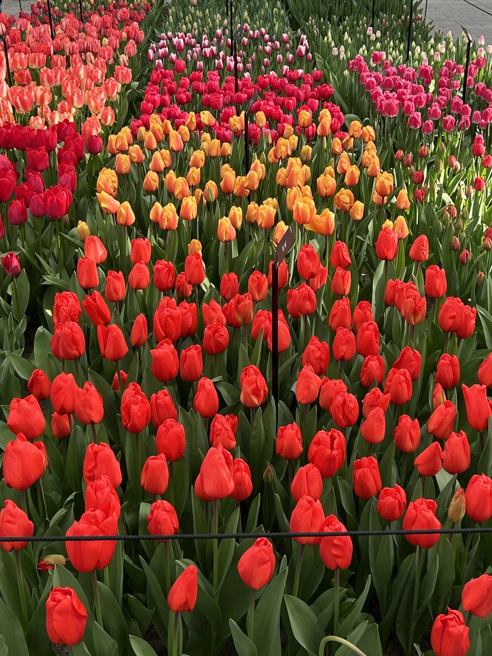 Keukenhof Gardens tulips in bloom during spring Netherlands.JPG