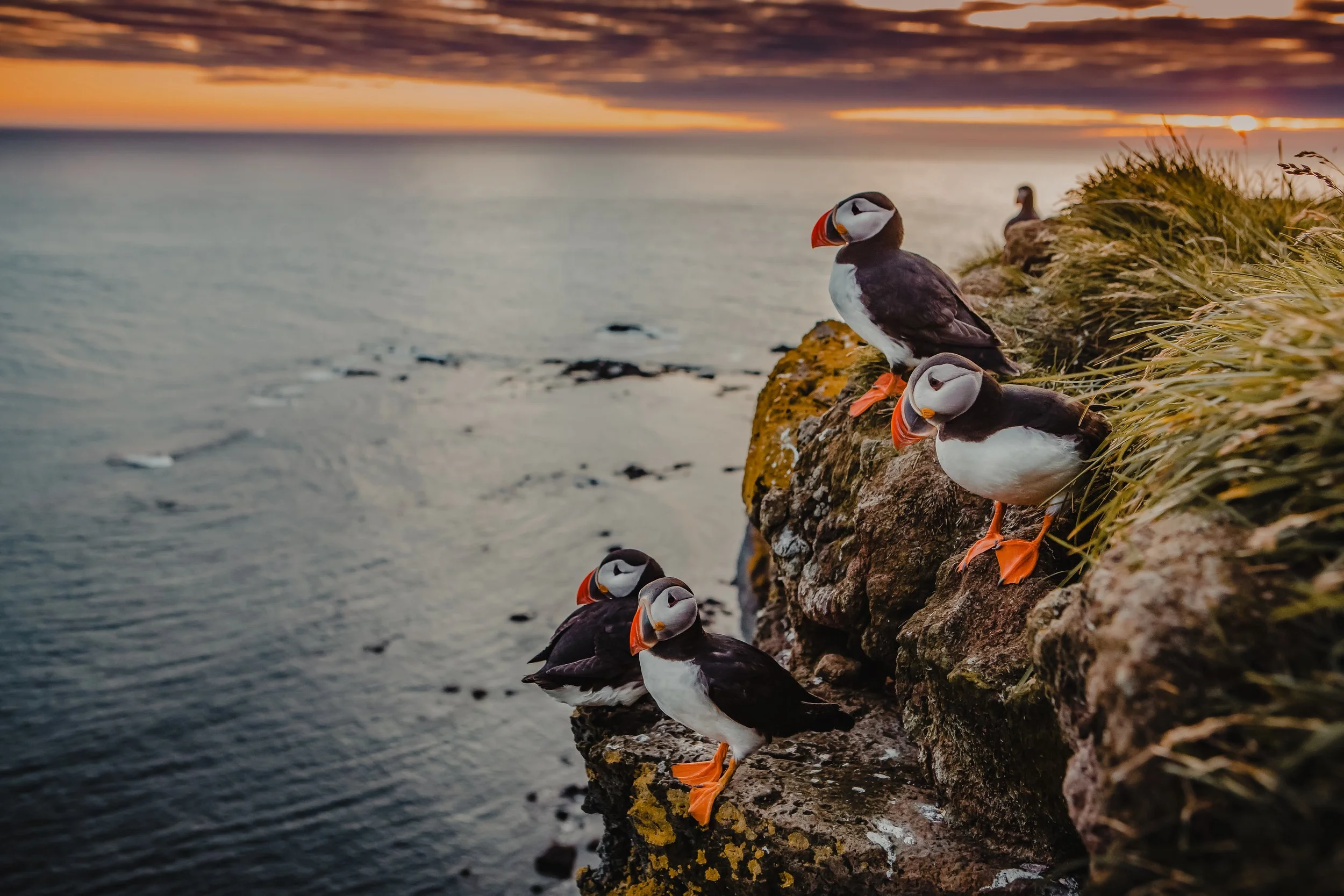 Puffins Iceland-NORTHERN EUROPE, ICELAND & GREENLAND- 08.jpg