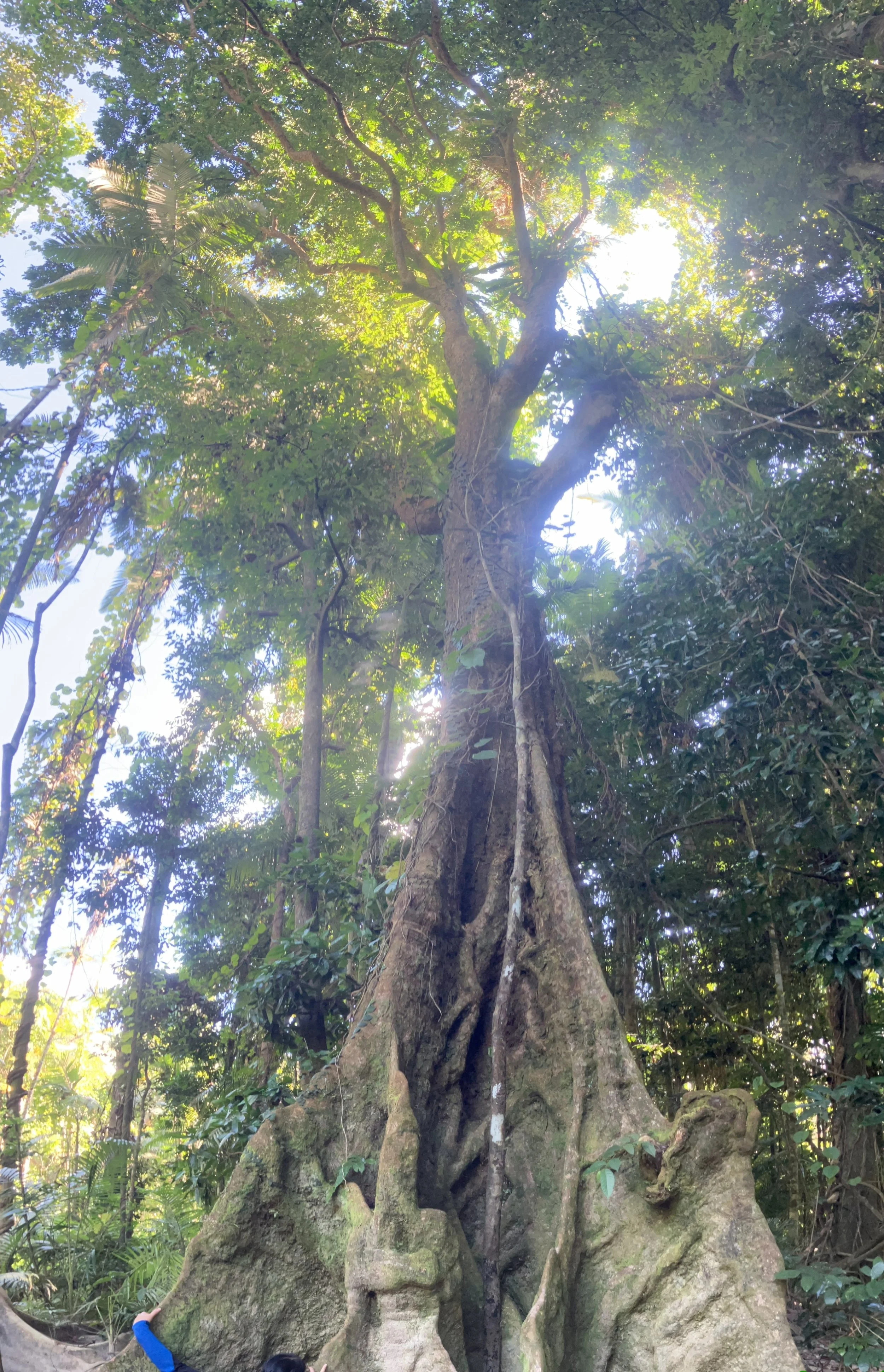 Daintree Forest Buttress Roots.jpg