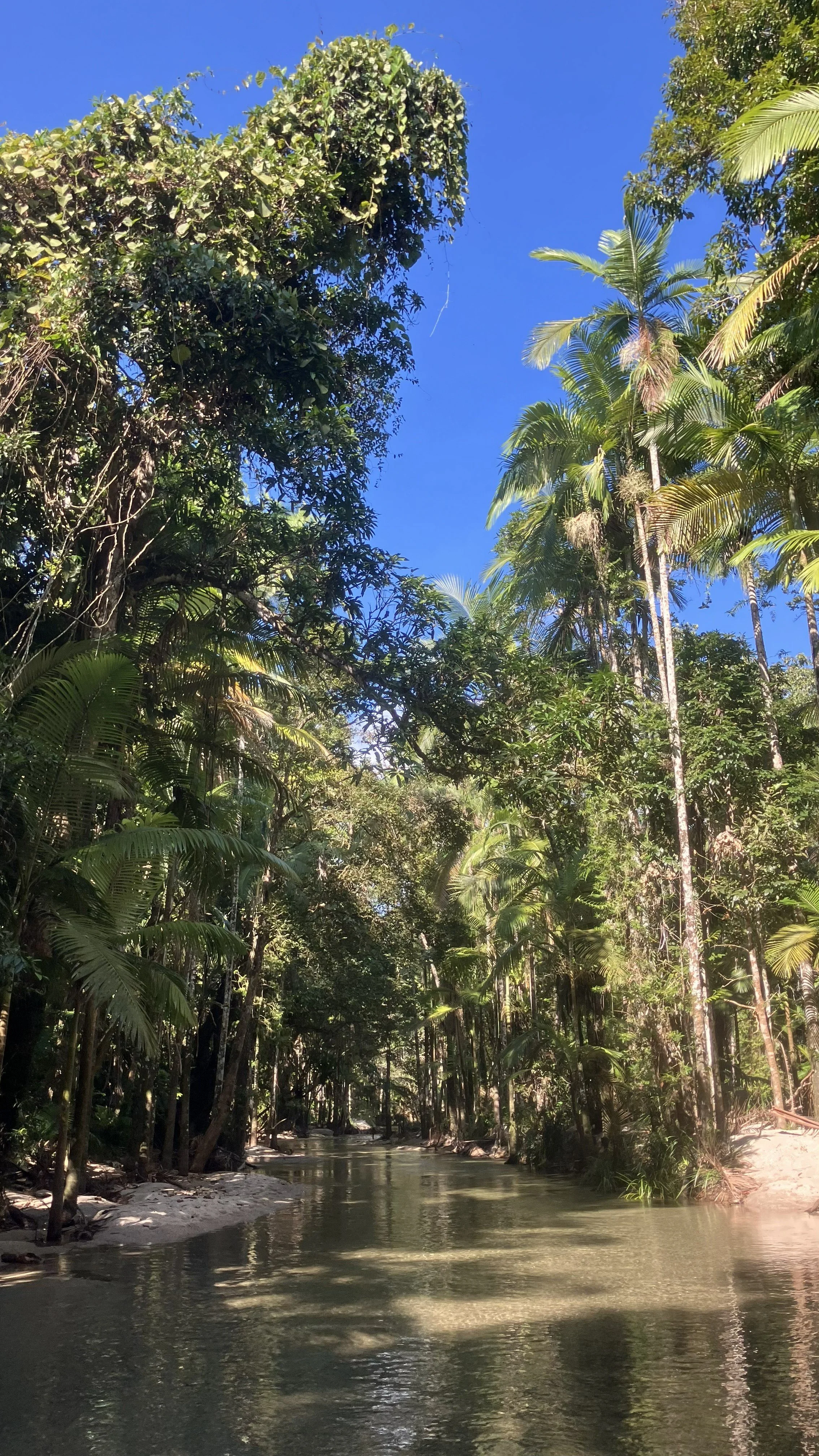 Daintree Forest canopy.jpeg