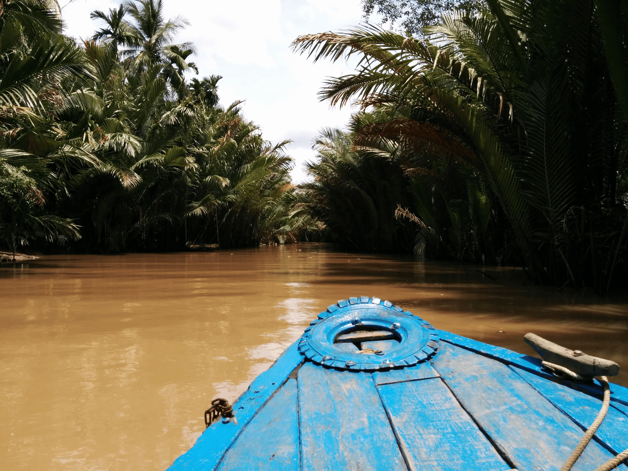 View from a boat on Mekong river, surrounded by dense jungle with tall palm trees and lush green foliage