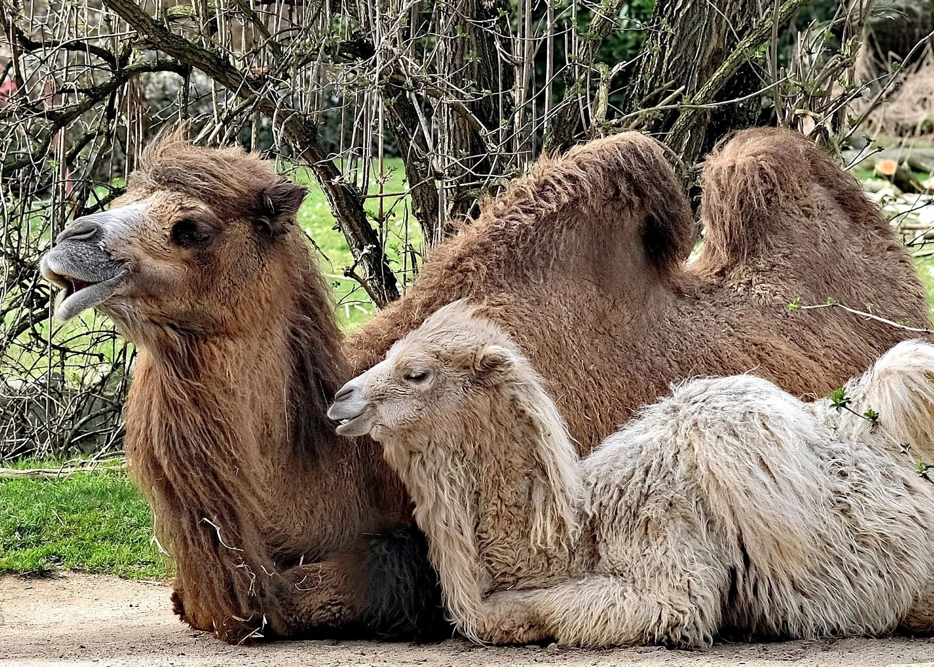 reinhard-galerie-zoo9.JPG