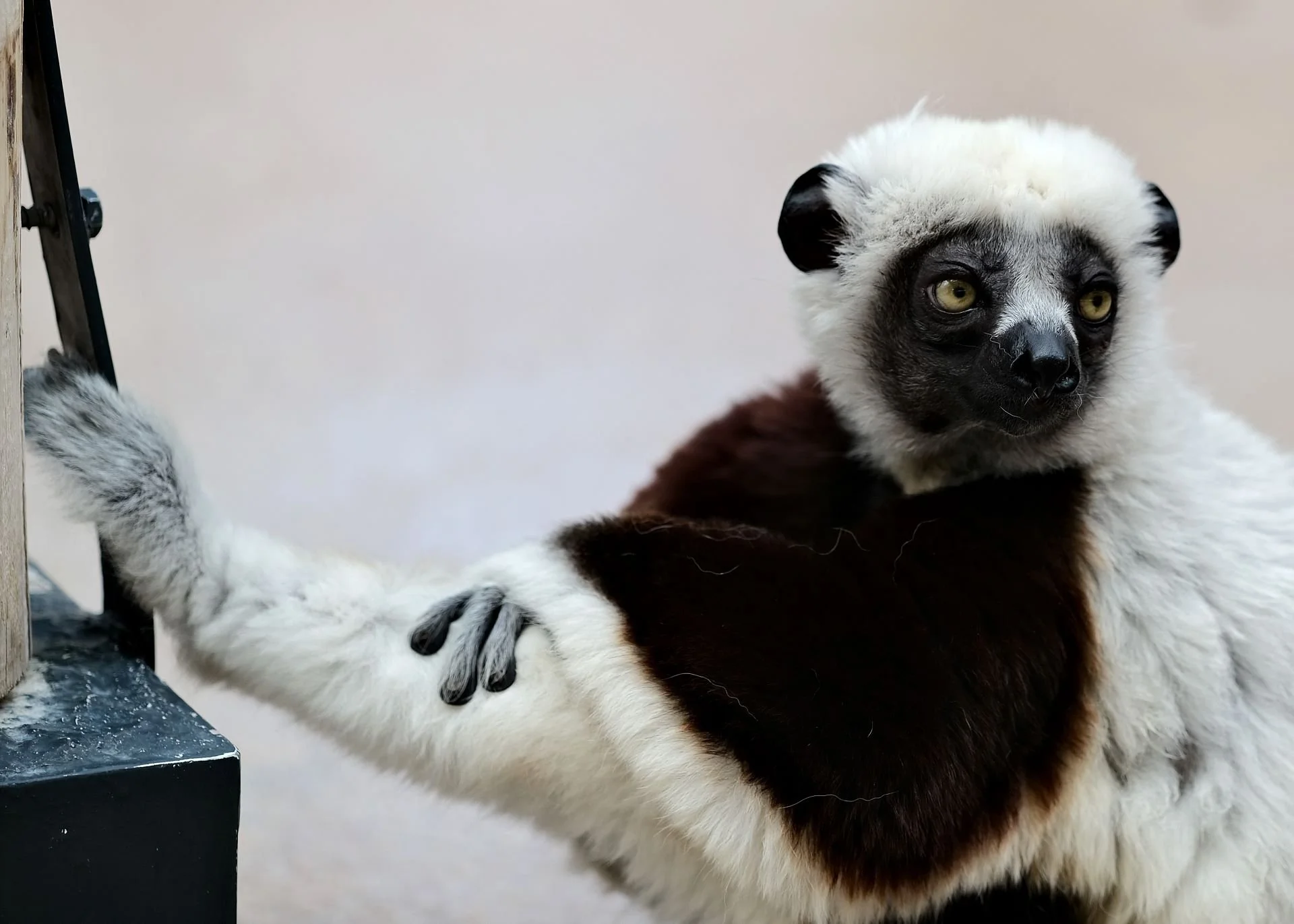 reinhard-galerie-zoo5.JPG