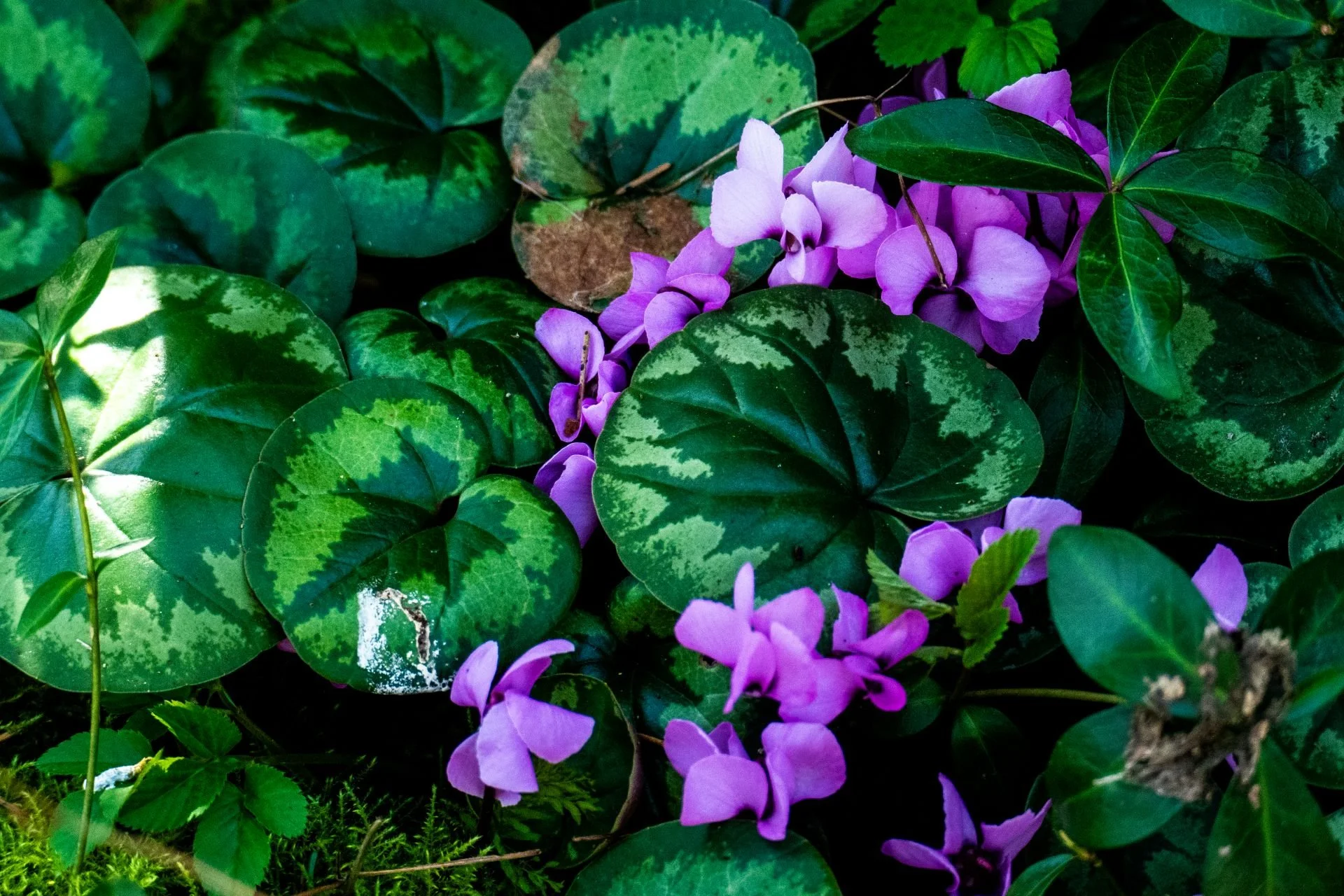 Klaus - Frühling III