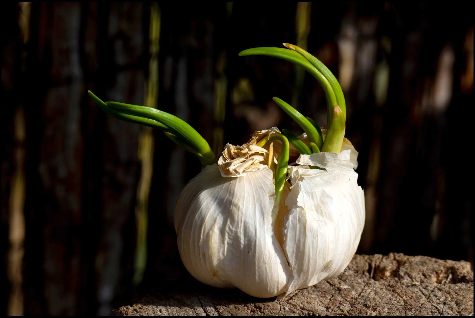 Klaus - Frühling II