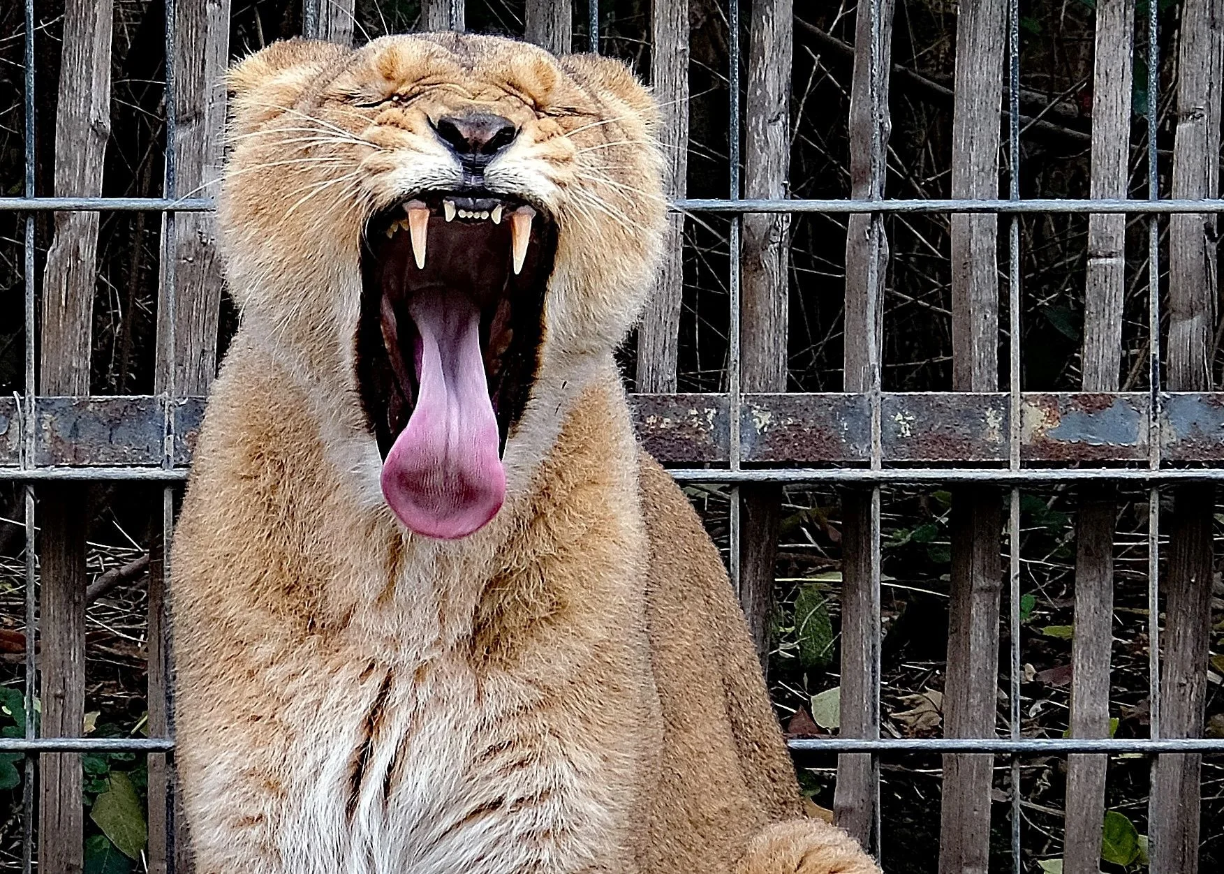 reinhard-galerie-zoo12.JPG