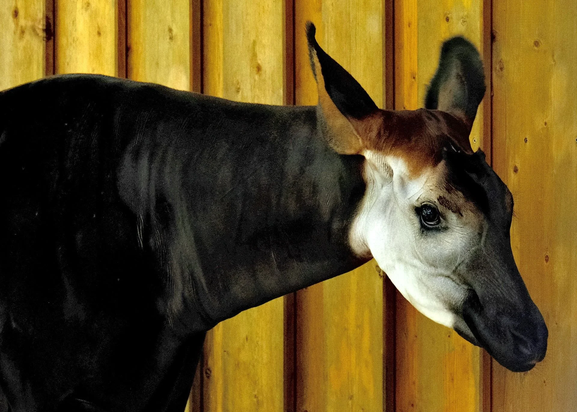 reinhard-galerie-zoo24.JPG