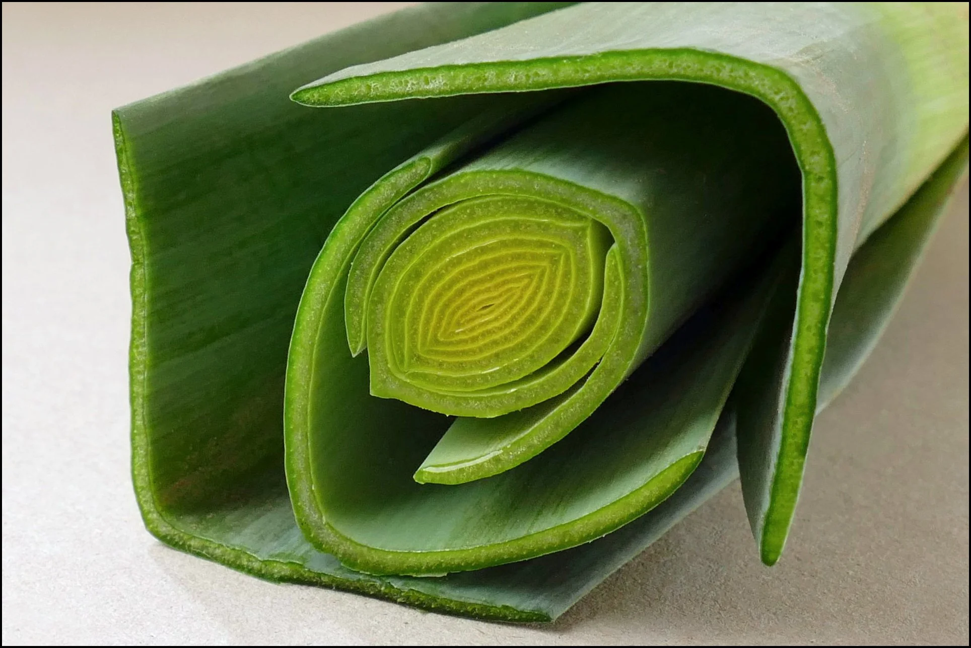 13 ursula-obst-1920.jpg