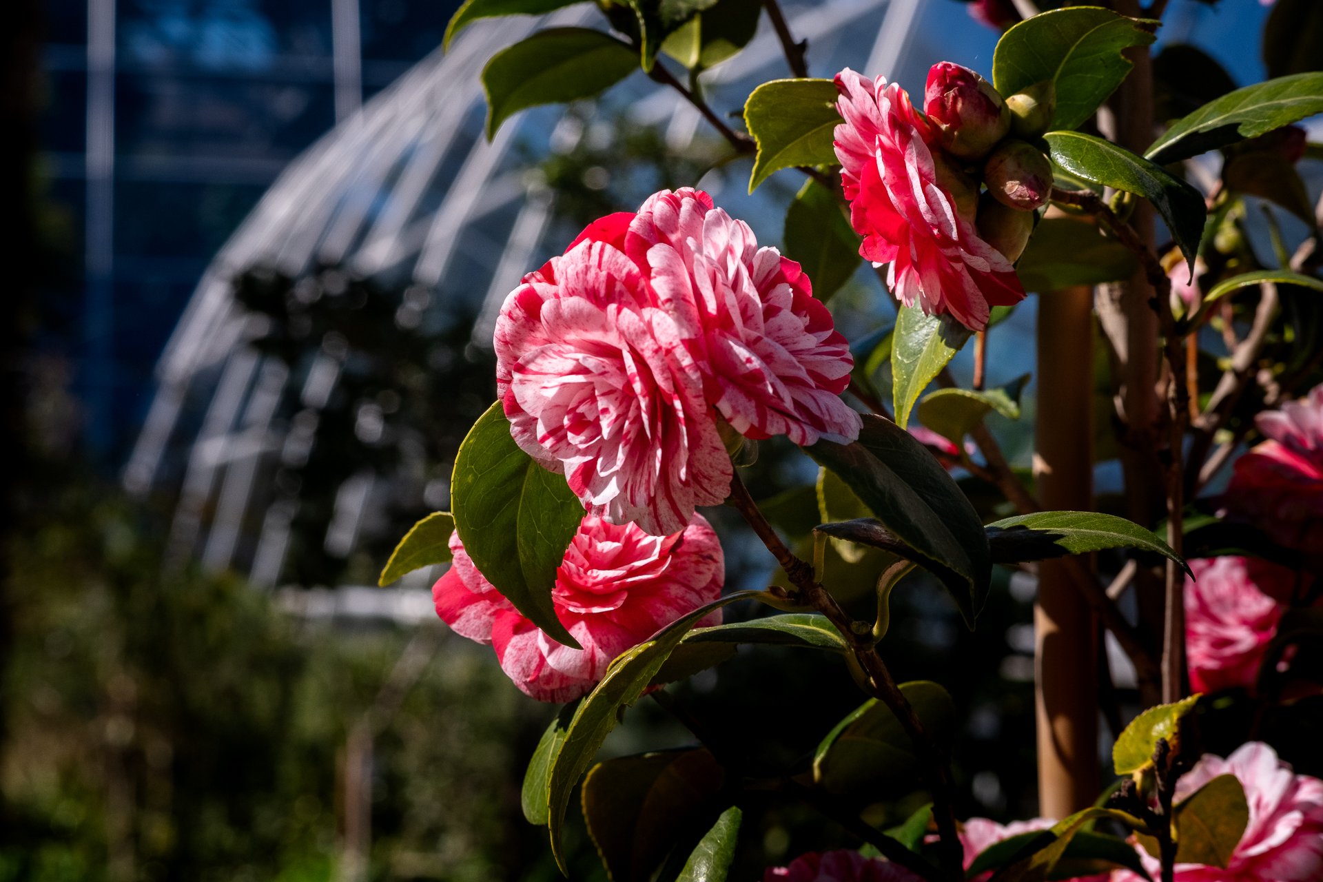 Georg - Frühling II