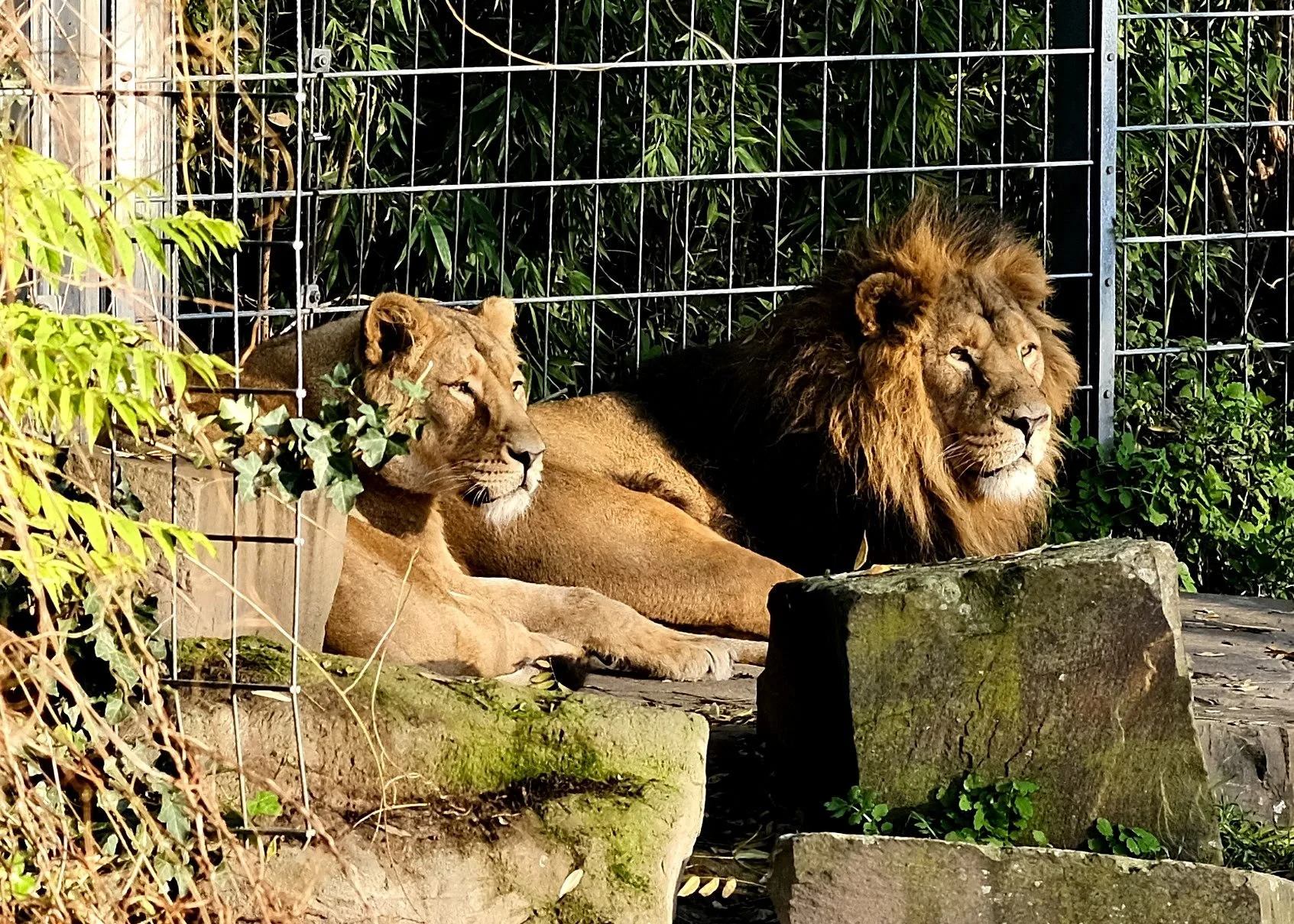 reinhard-galerie-zoo8.JPG