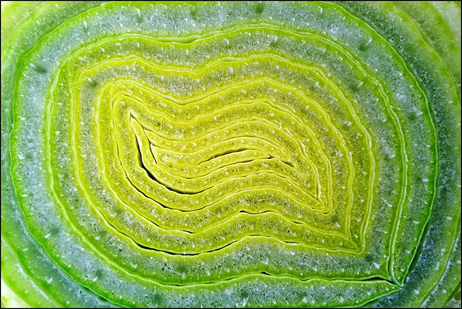 15 ursula-obst-1920.jpg