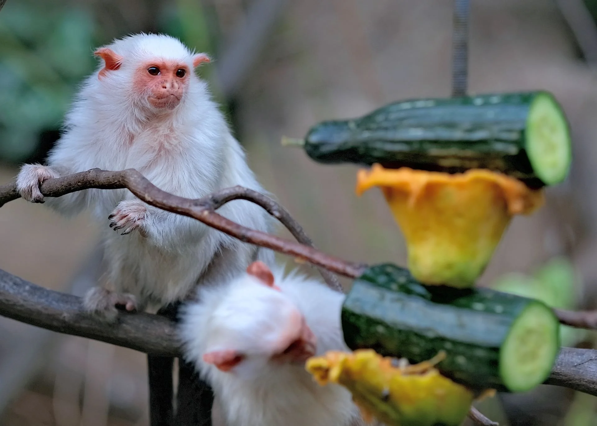 reinhard-galerie-zoo1.JPG